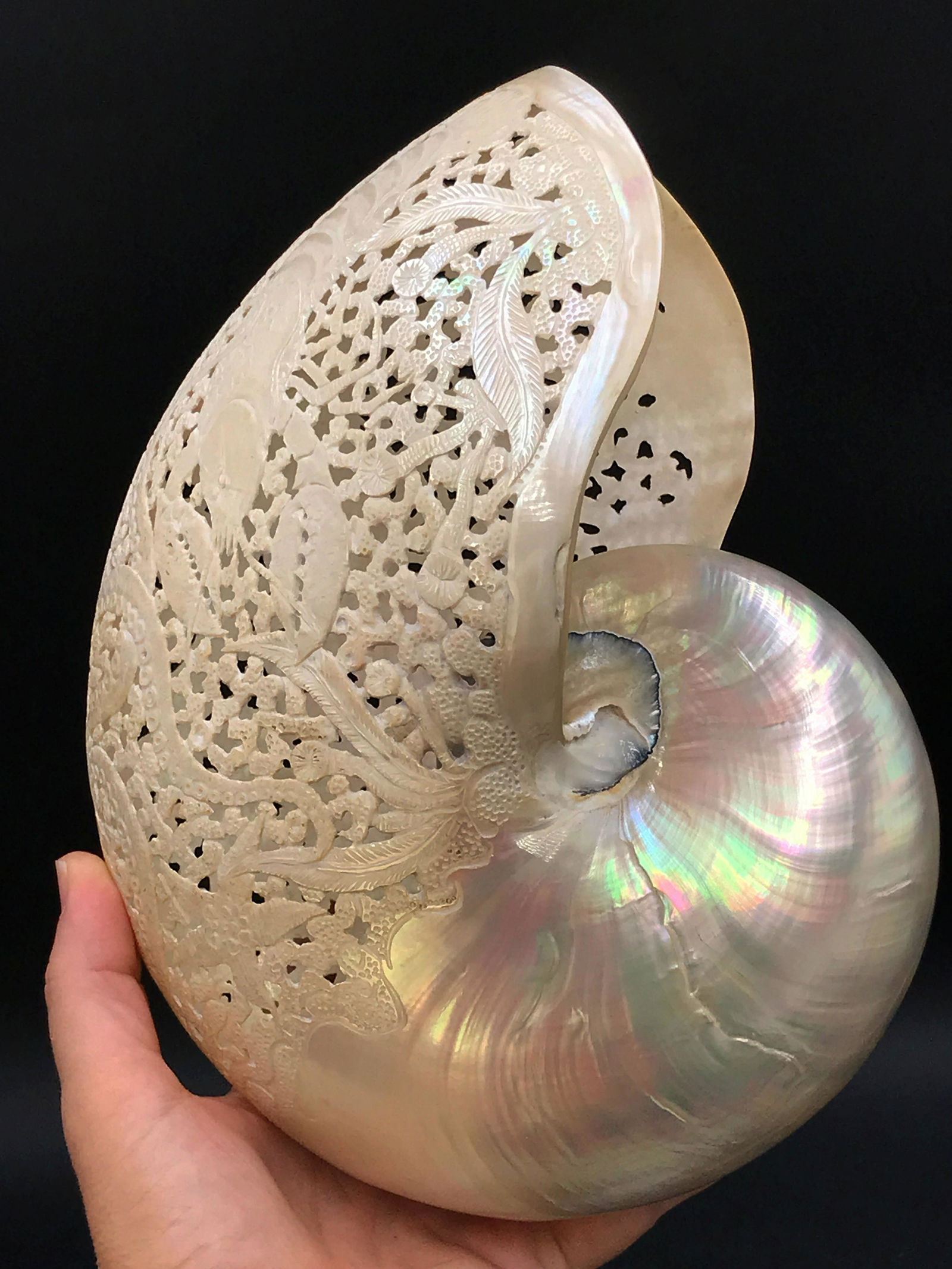 Seashell, Ocean, Beach, Natural, Decor, Collectible, (1 of 6)