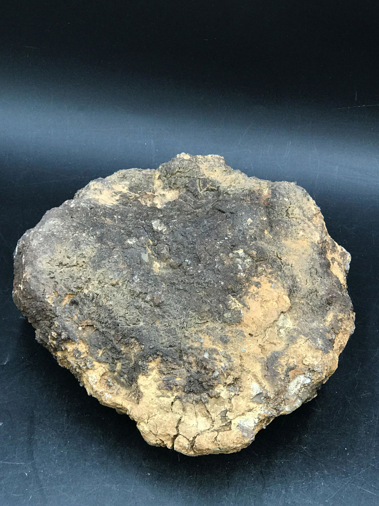 Dinosaur, Fossil, Natural, Collectible, Specimen, (1 of 4)