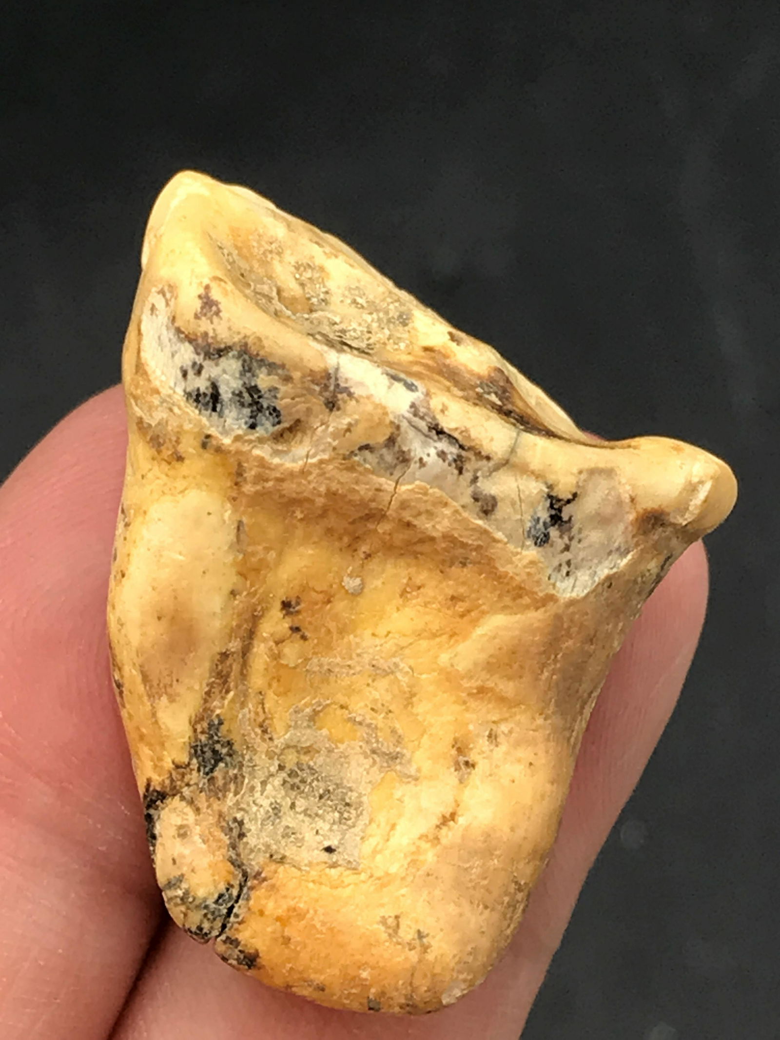 Cave Bear, Fossil, Natural, Collectible, Specimen,: Fossil Cave Bear Tooth Ursus Spelaeus Romania