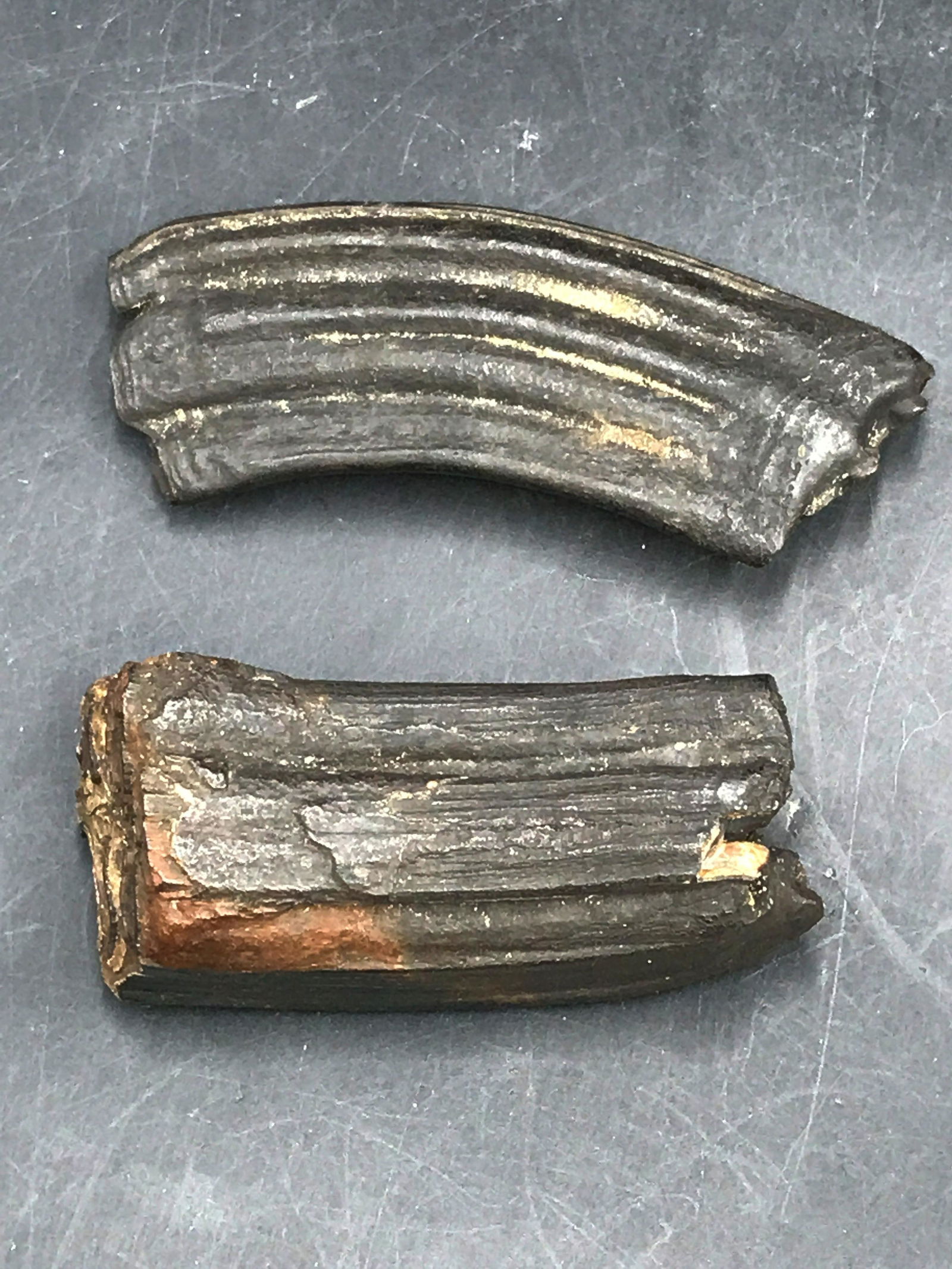 Horse, Fossil, Rock, Natural, Decor, Collectible,: 2 Fossil Horse Teeth Ice Age Sp. Equs ~ Florida