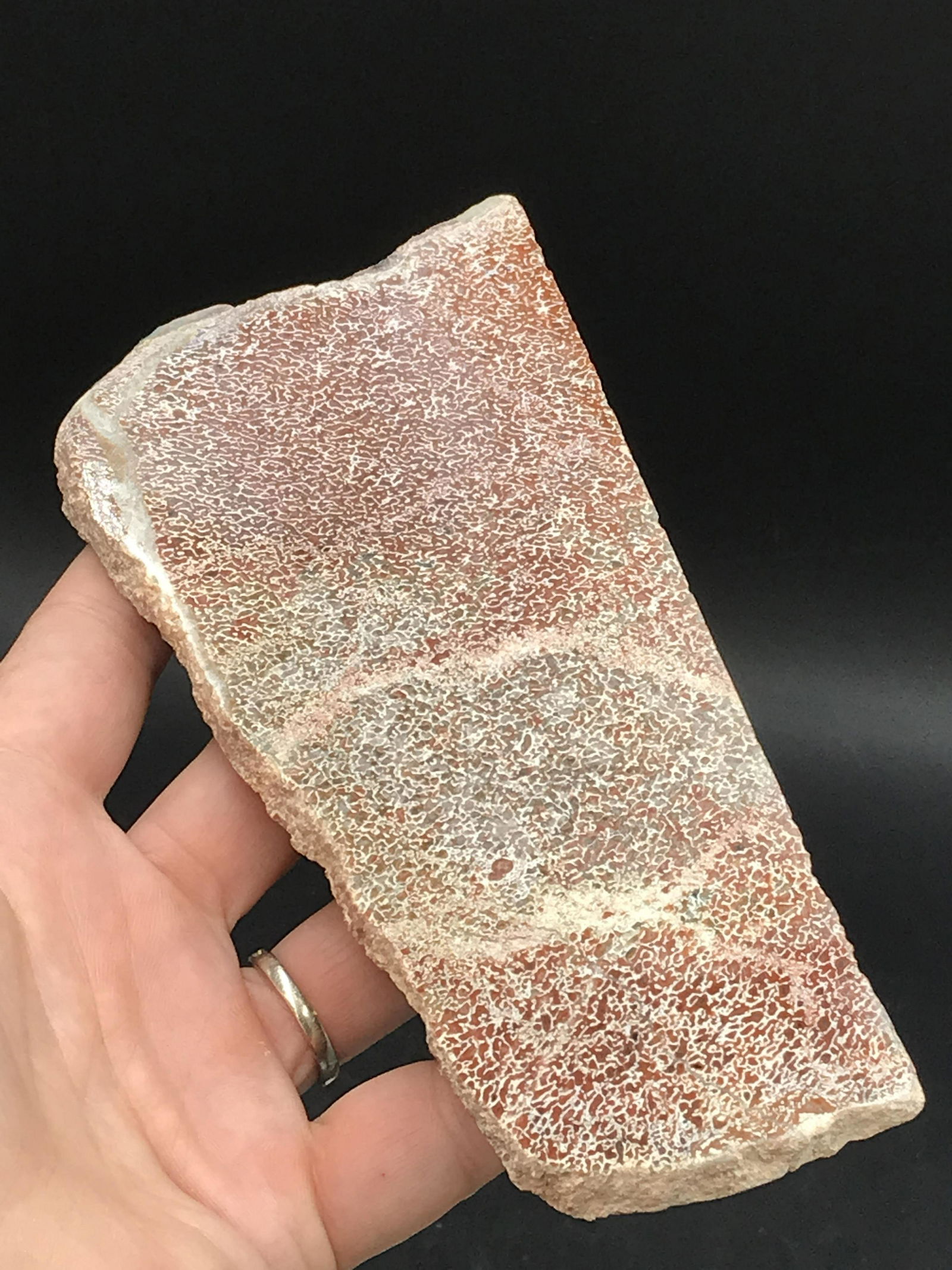 Dinosaur, Fossil, Natural, Collectible, Specimen, Bone,: Rare Red Fossil Dinosaur Bone Slab Morocco 6oz