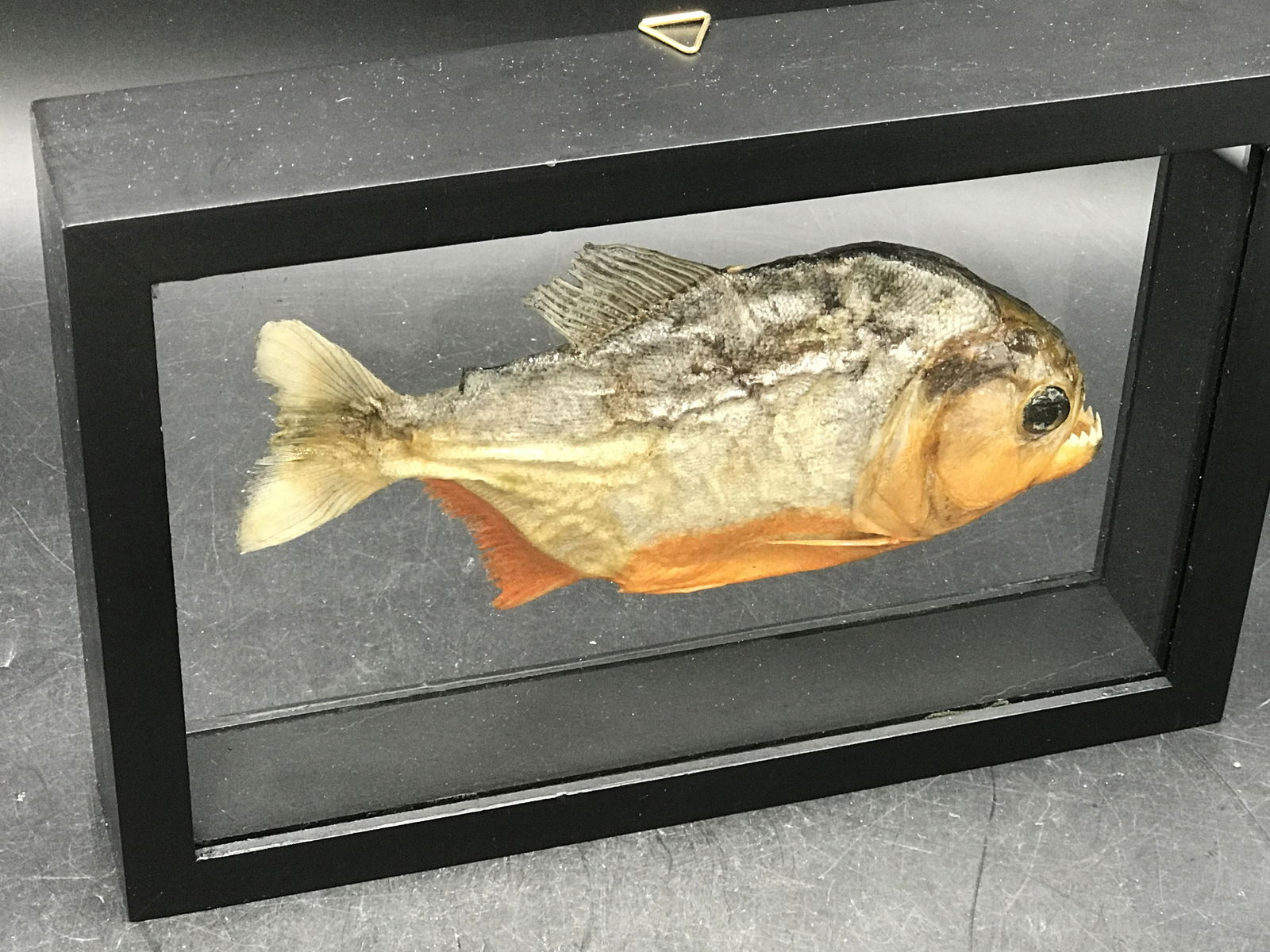 Fish, Rock, Natural, Decor, Collectible, Specimen, (1 of 4)