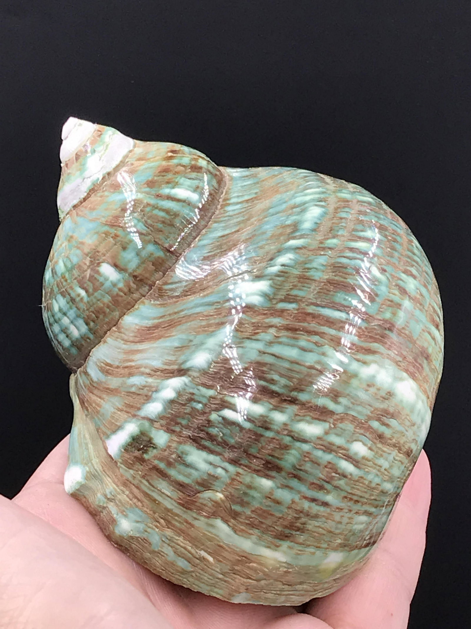 Seashell, Ocean, Beach, Natural, Decor, Collectible,: Jade Turban Shell Phillipines