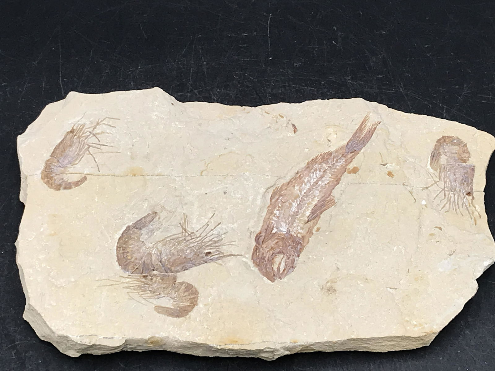 Shrimp, Fossil, Rock, Natural, Decor, Collectible, (1 of 5)