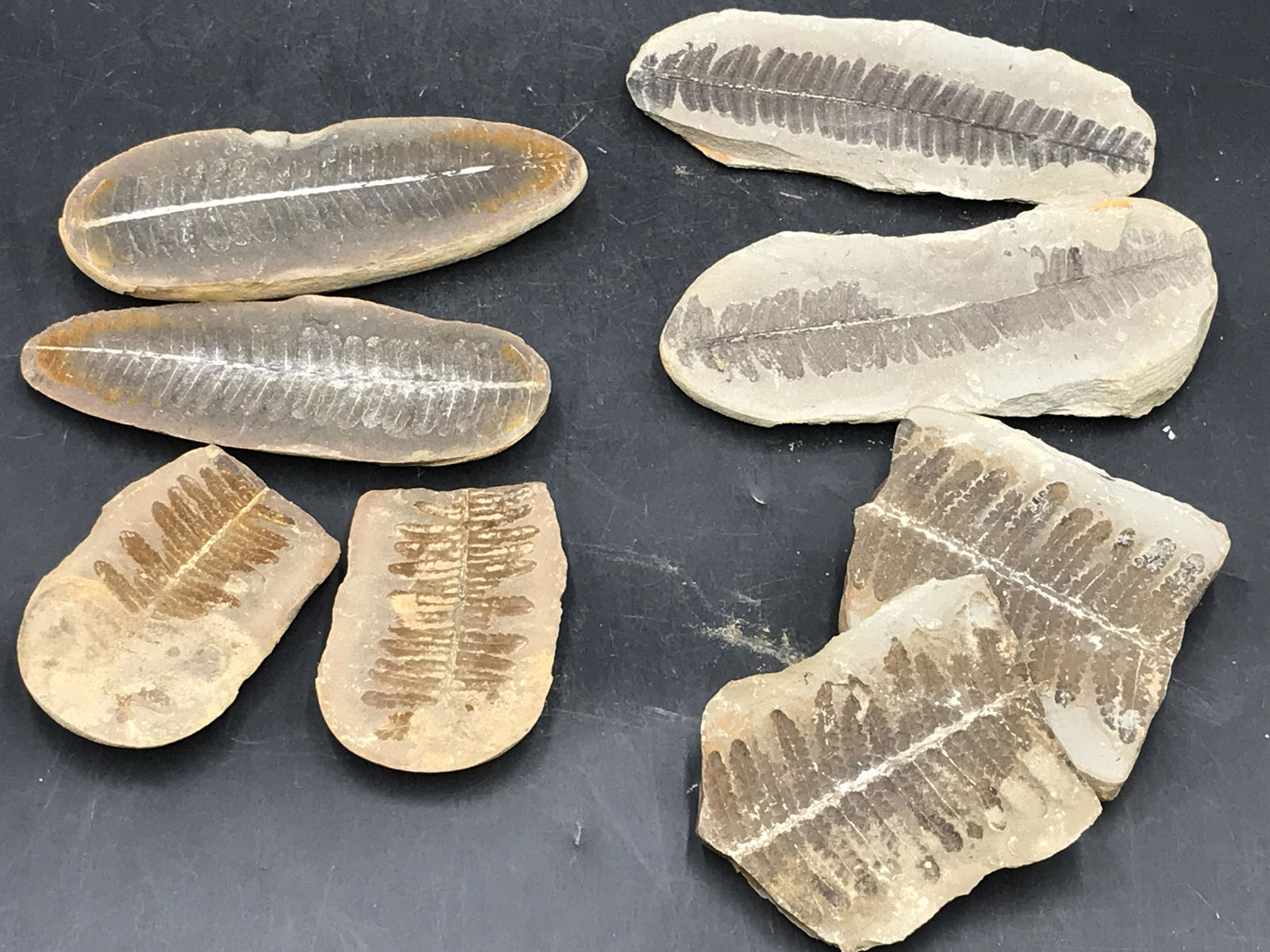 Fern, Fossil, Rock, Natural, Collectible, Specimen, (1 of 4)