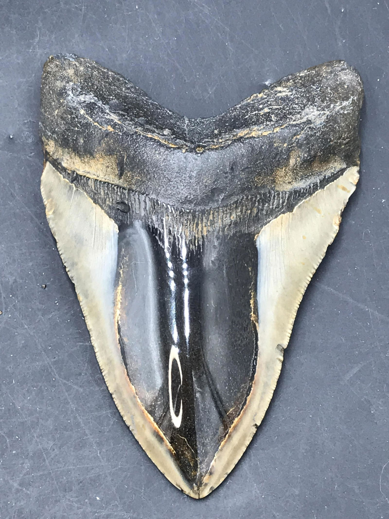 Shark, Fossil, Natural, Collectible, Specimen, Tooth,: Polished Fossil Shark Tooth Otodus Megalodon 5.6"