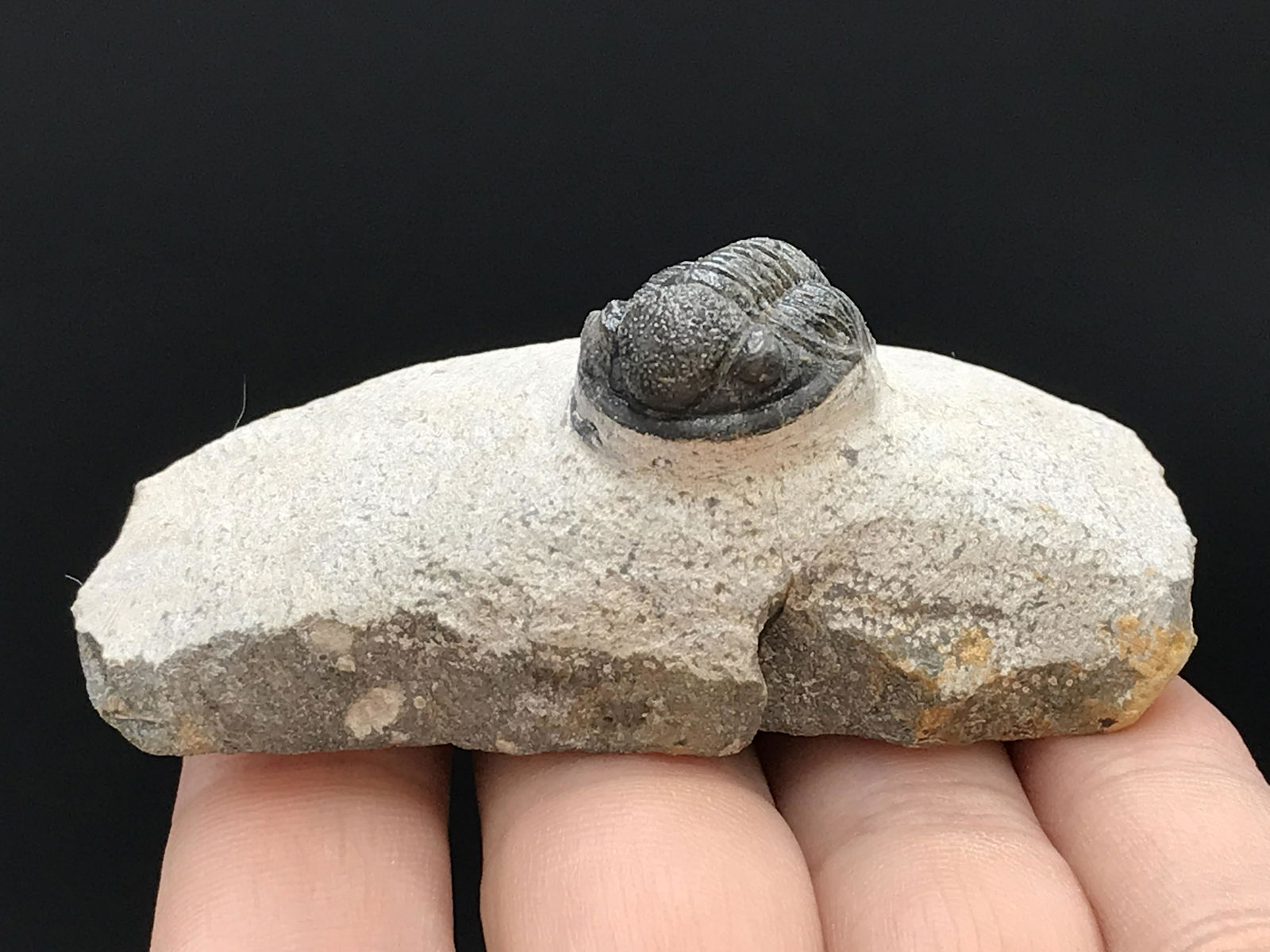 Trilobite, Fossil, Rock, Natural, Collectible, Specimen: All Natural Fossil Trilobite Proteous Devonian Morocco