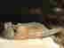 item-114858690=2