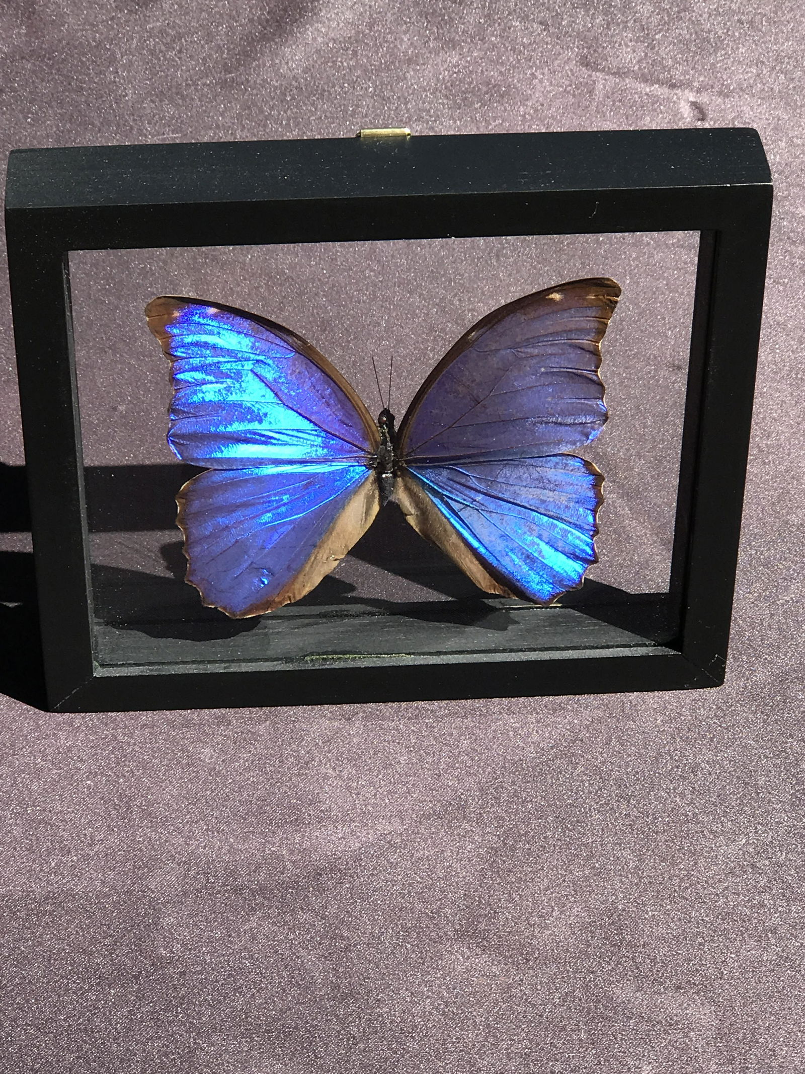 Butterfly, Natural, Decor, Collectible, Insect (1 of 4)