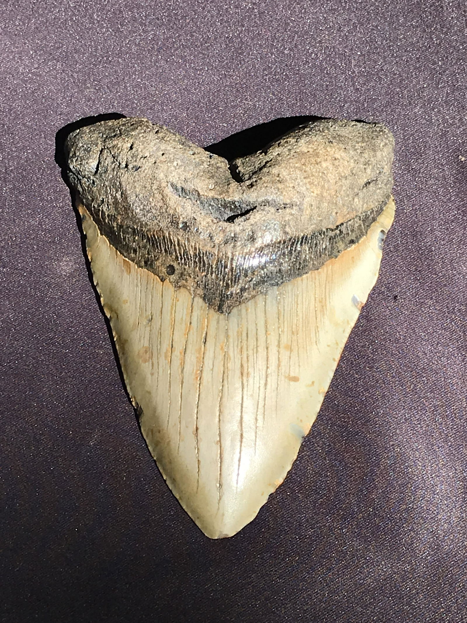 Shark, Fossil, Natural, Collectible, Specimen, Tooth,: Natural Fossil Shark Tooth Otodus Megalodon Miocene S. Carolina 6"