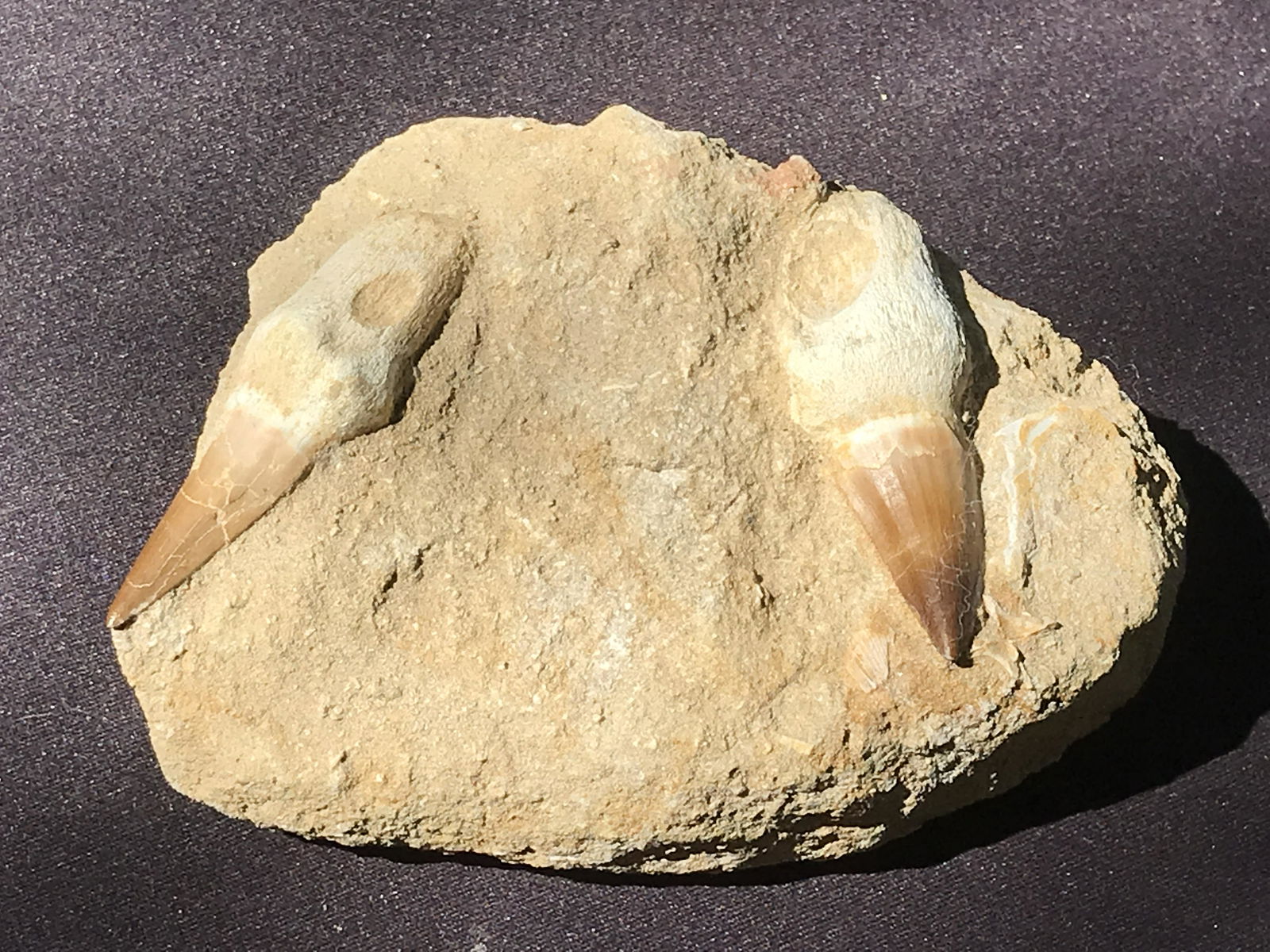 Mososaur, Fossil, Natural, Collectible, Specimen, Tooth: Double Mososaur Teeth with Root Cretaceous ~ Morocco Natural Matrix 1lb 7oz