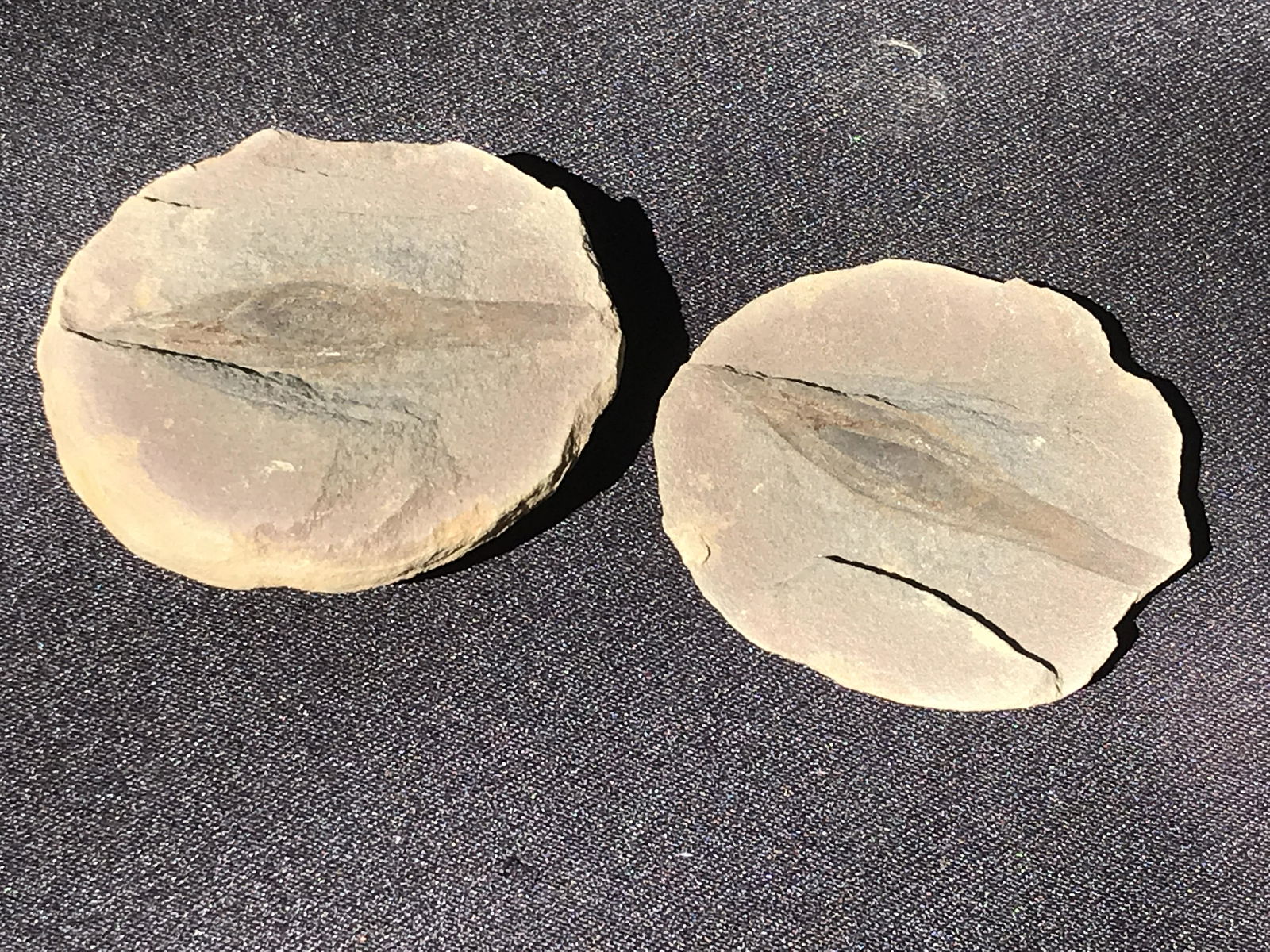 Shark, Fossil, Natural, Collectible, Specimen, Egg (1 of 5)