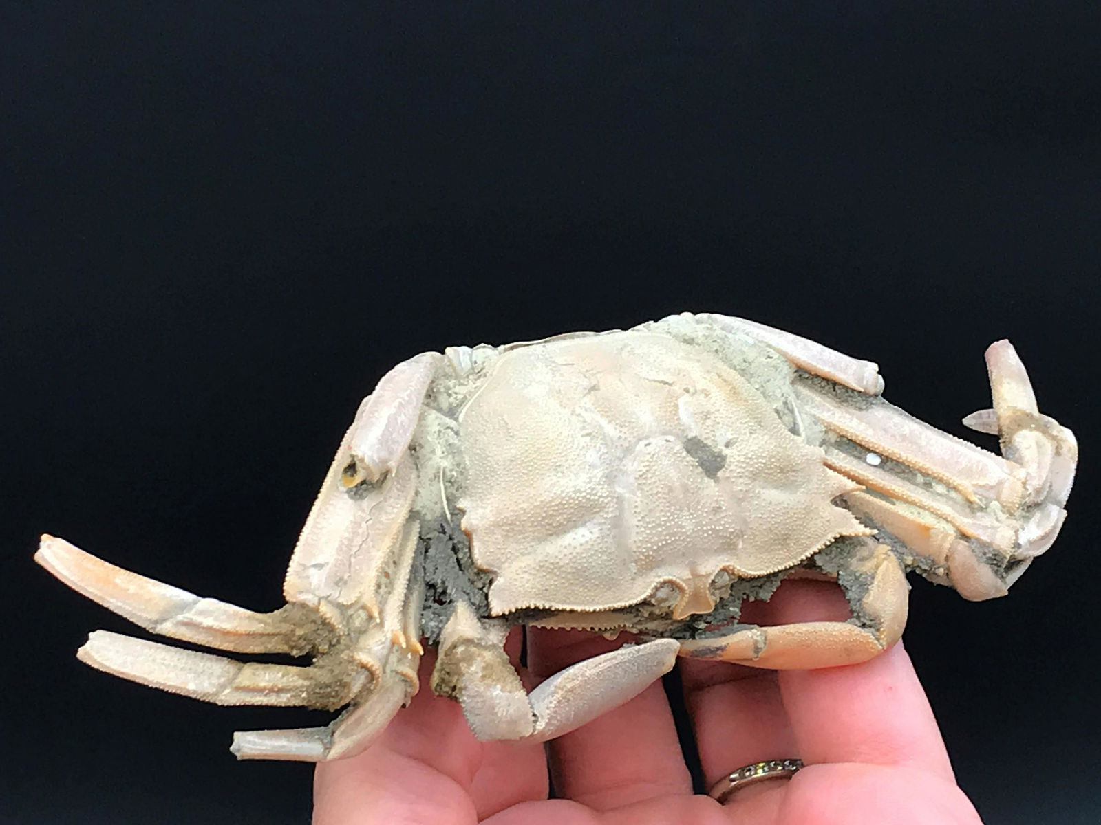 Crab, Fossil, Rock, Natural, Decor, Collectible, (1 of 4)