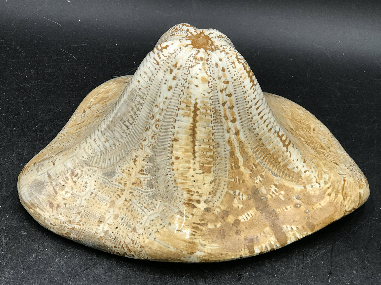 Sandollar, Fossil, Rock, Natural, Decor, Collectible,: Bell Fossil Sandollar Morocco Giant Size!