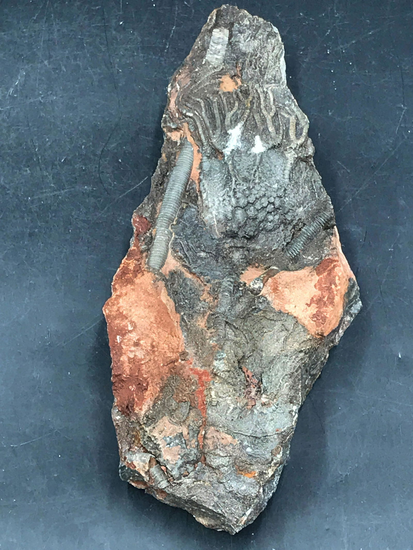 Crinoids, Fossil, Rock, Natural, Decor, Collectible,: Fossil Crinoid, Scaphocrinites. China 1lb 14oz