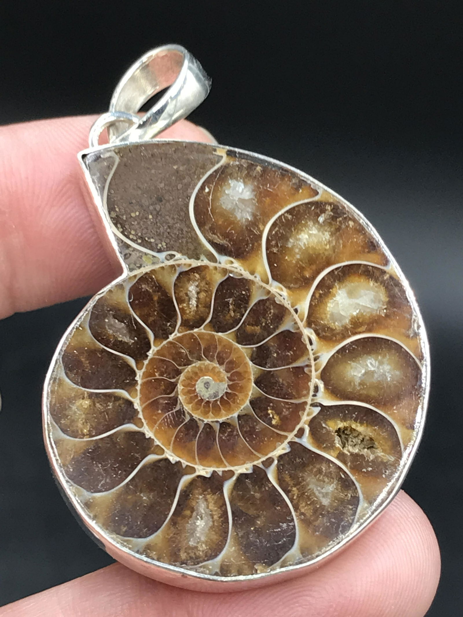 Ammonite, Fossil, Rock, Natural, Collectible, Specimen, (1 of 4)
