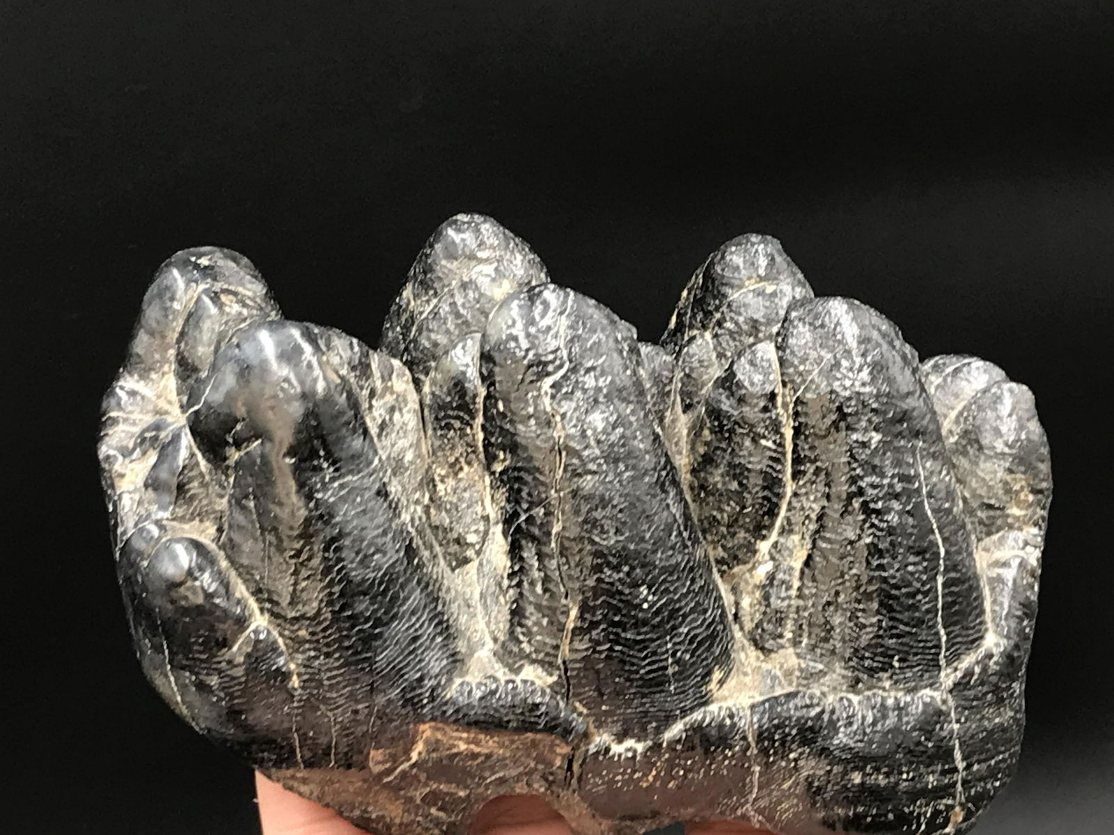 Mastodon, Fossil, Natural, Collectible, Specimen, Tooth: Fossil Gompotherium Tooth Miocene S. Carolina (Mastodon family) 1lb 13oz