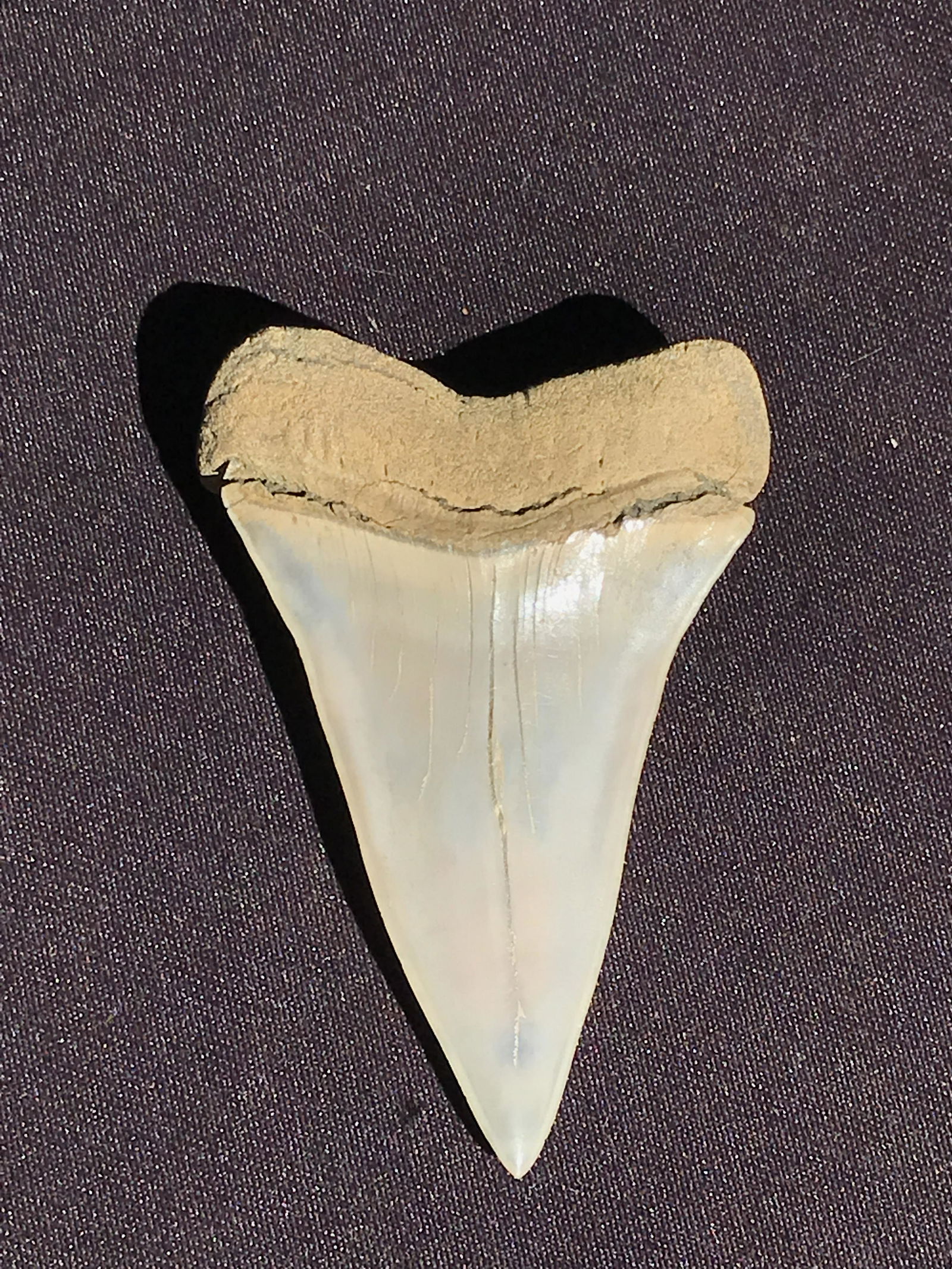 Shark, Fossil, Natural, Collectible, Specimen, Tooth: Lee Creek N. Carolina Isurus Mako Shark Tooth Miocene 2.66"