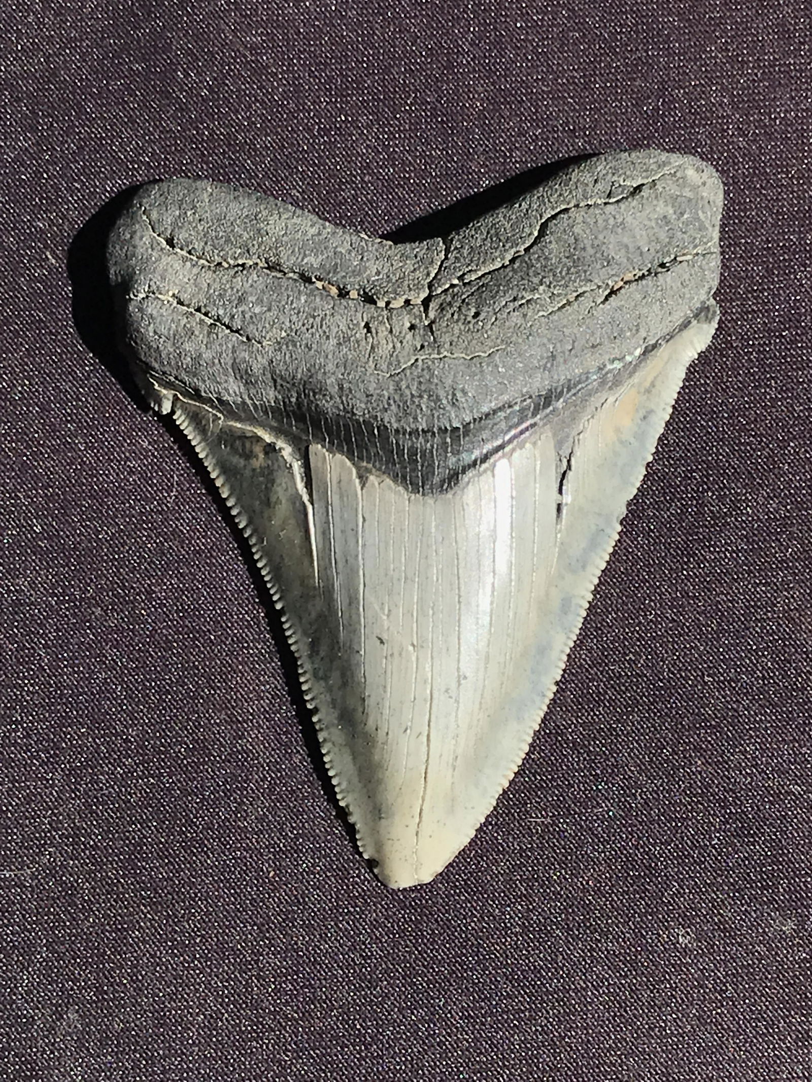Shark, Fossil, Natural, Collectible, Specimen, Tooth: Fossil Shark Tooth Chubtubensis Miocene ~ South Carolina 15-23 M.Y.O. 3.04"