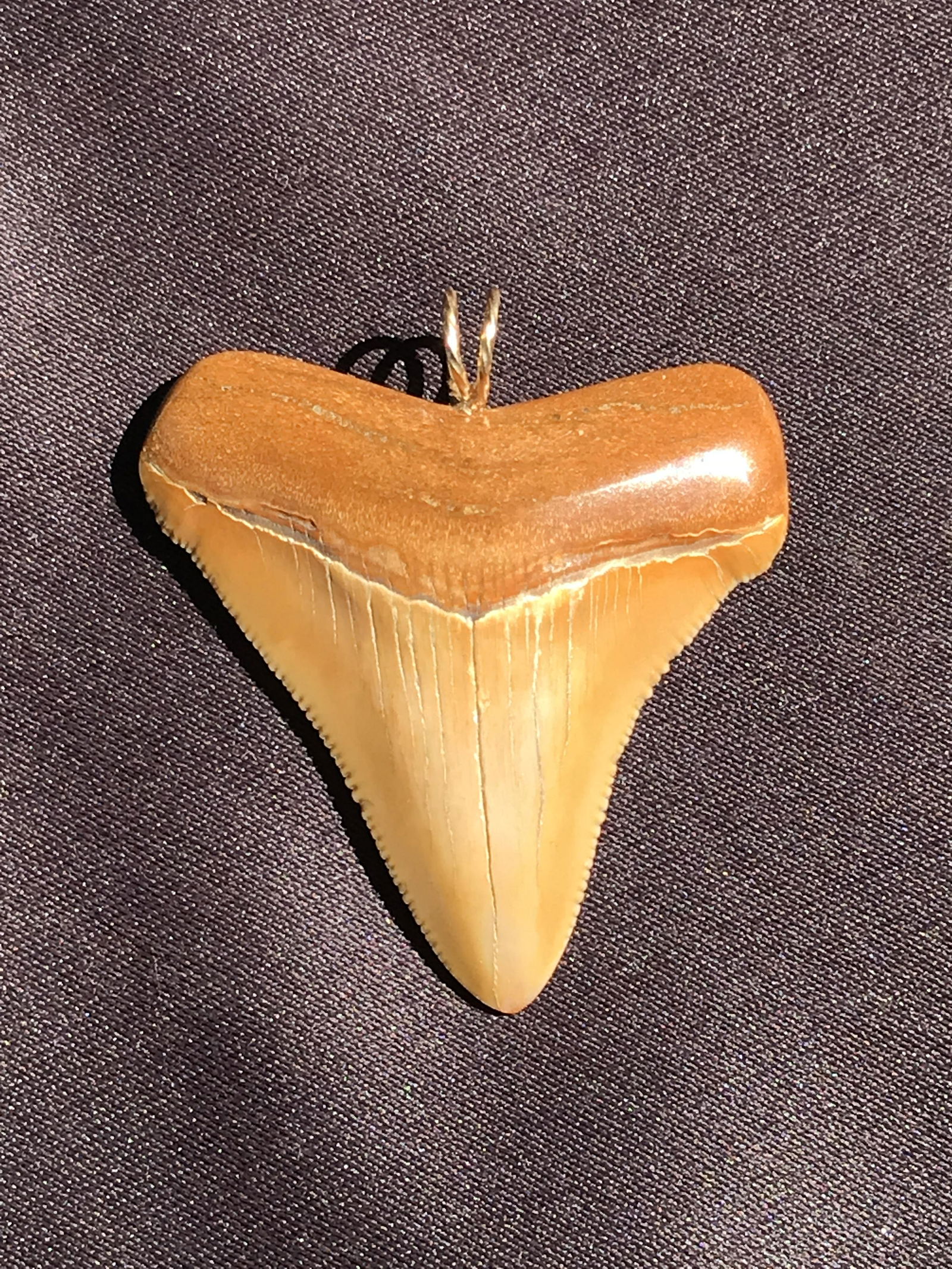 Shark, Fossil, Natural, Collectible, Specimen, Tooth,: Fossil Shark Tooth ~ South Carolina Miocene ~ Chubtubensis 14k Gold Fill Hoop 2"