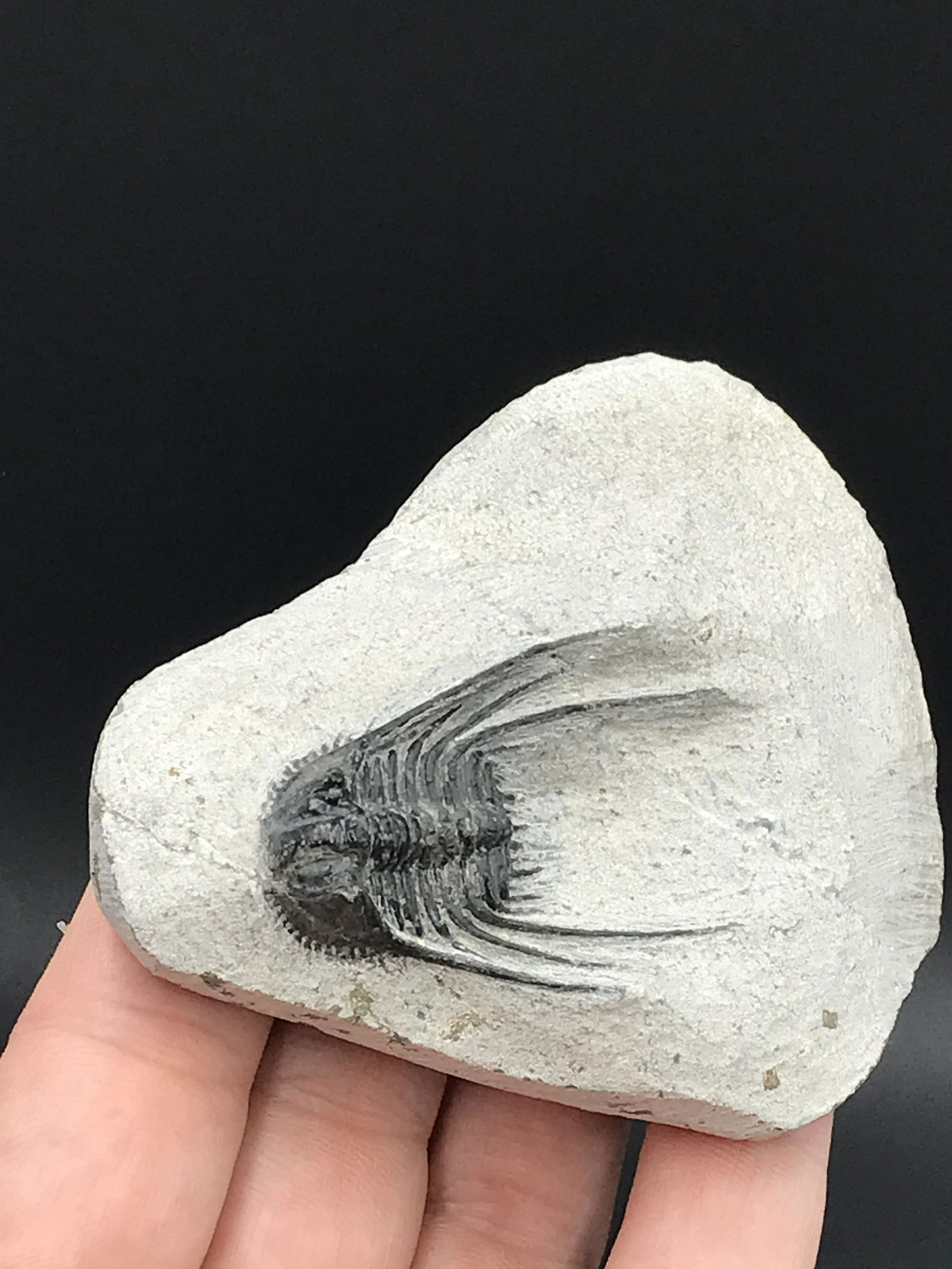 Trilobite, Fossil, Rock, Natural, Collectible, Specimen (1 of 4)