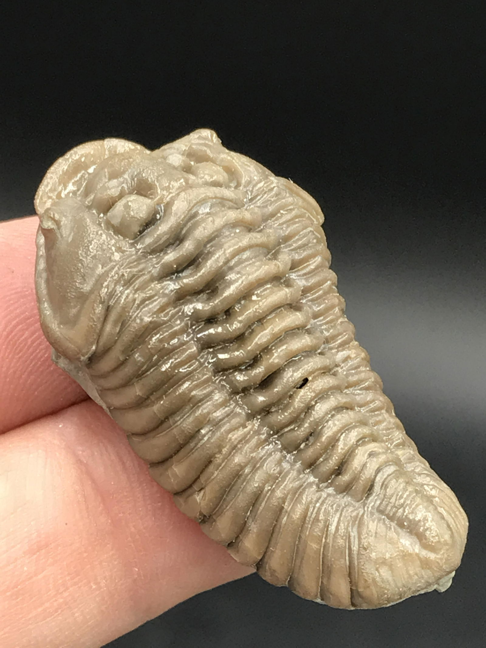 Trilobite, Fossil, Rock, Natural, Collectible, Specimen (1 of 5)