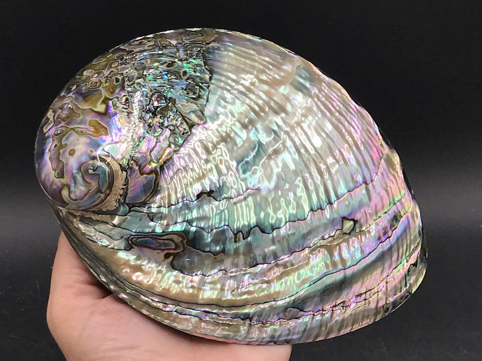 Seashell, Ocean, Beach, Natural, Decor, Collectible, (1 of 5)