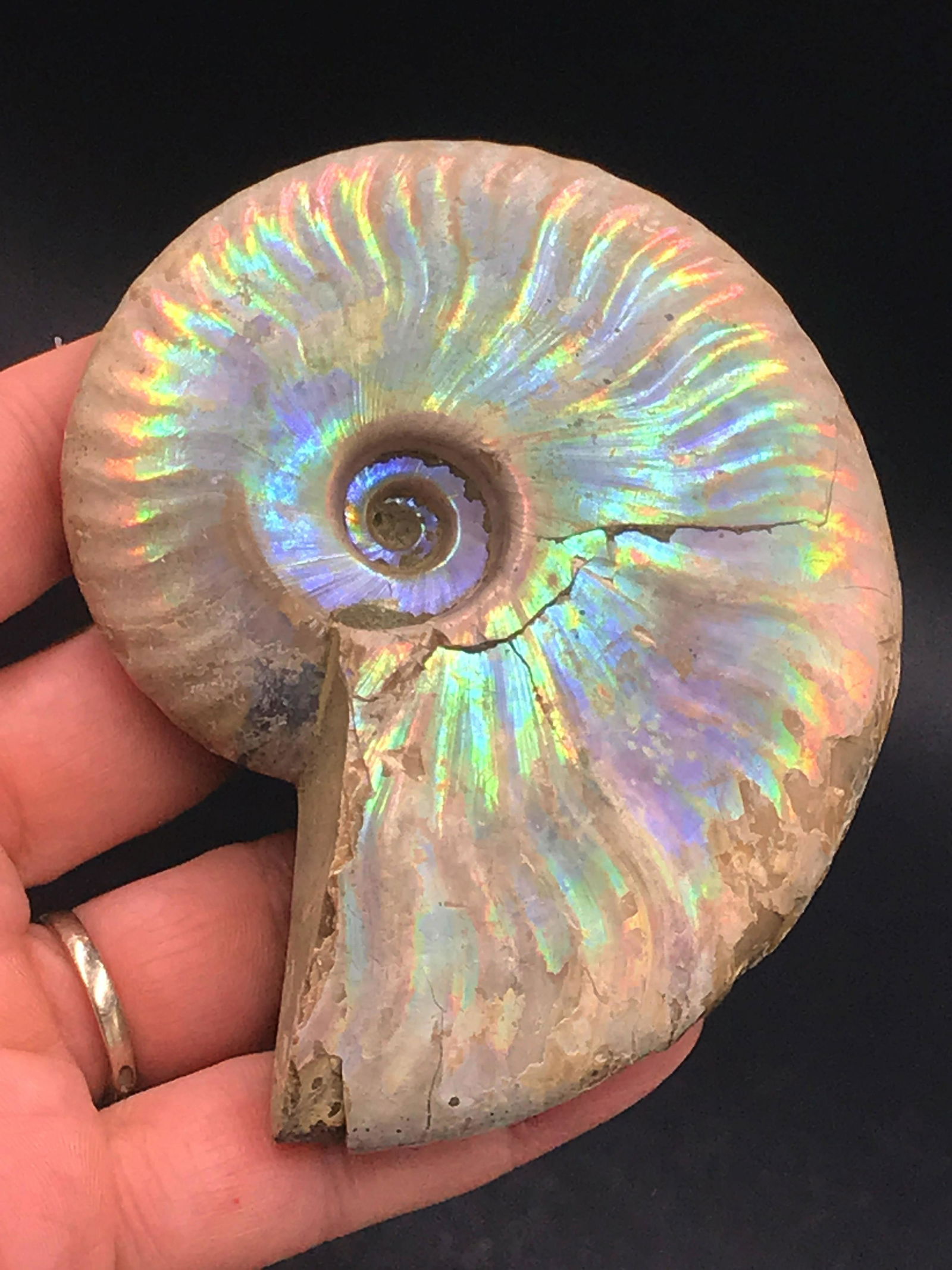 Ammonite, Fossil, Rock, Natural, Collectible, Specimen (1 of 5)