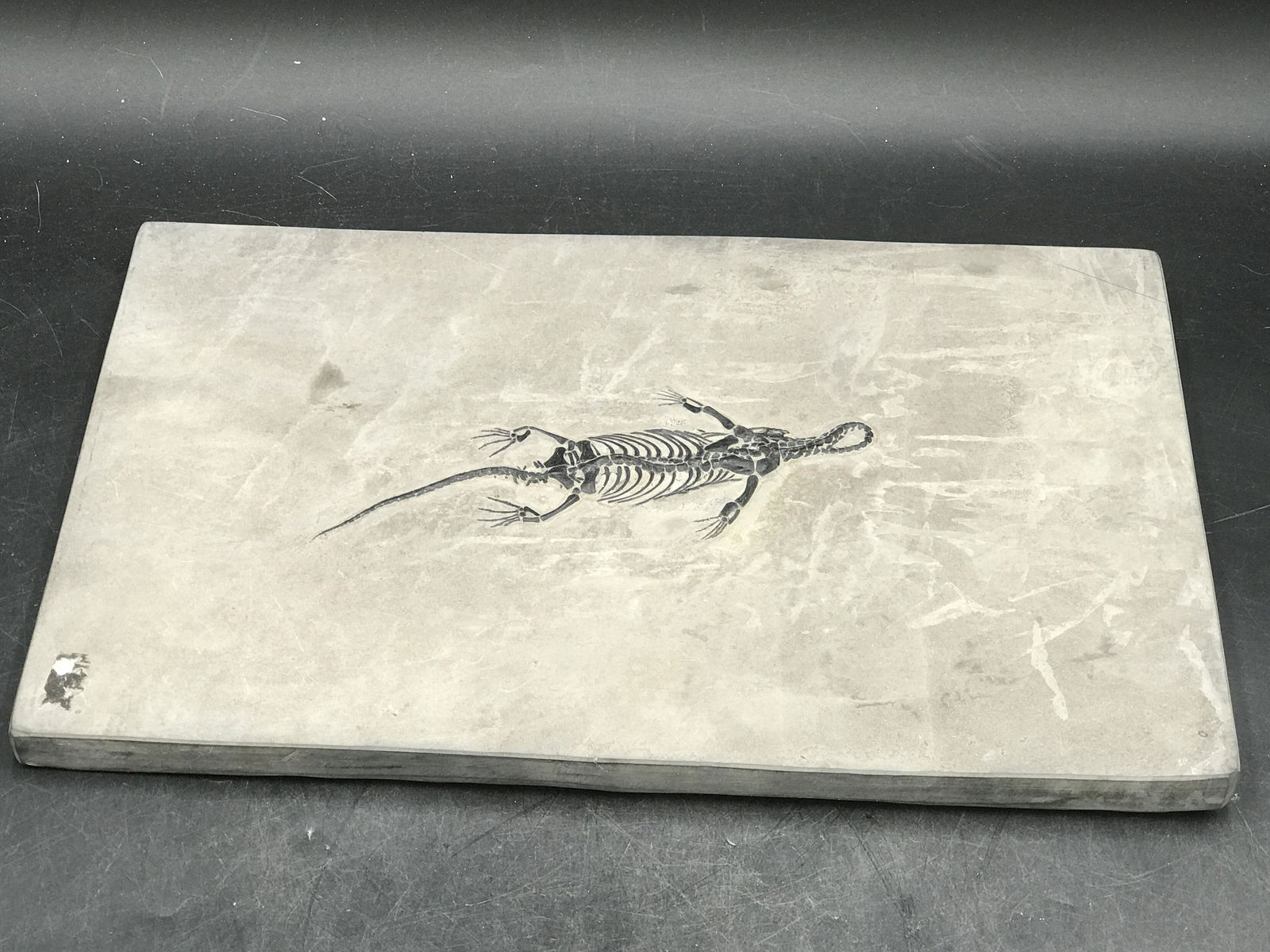 Reptile, Fossil, Natural, Collectible, Specimen,: Natural Fossil Swimming Reptile Kiechiosaurus Triassic 247 M.Y.O. China 13 x 8"