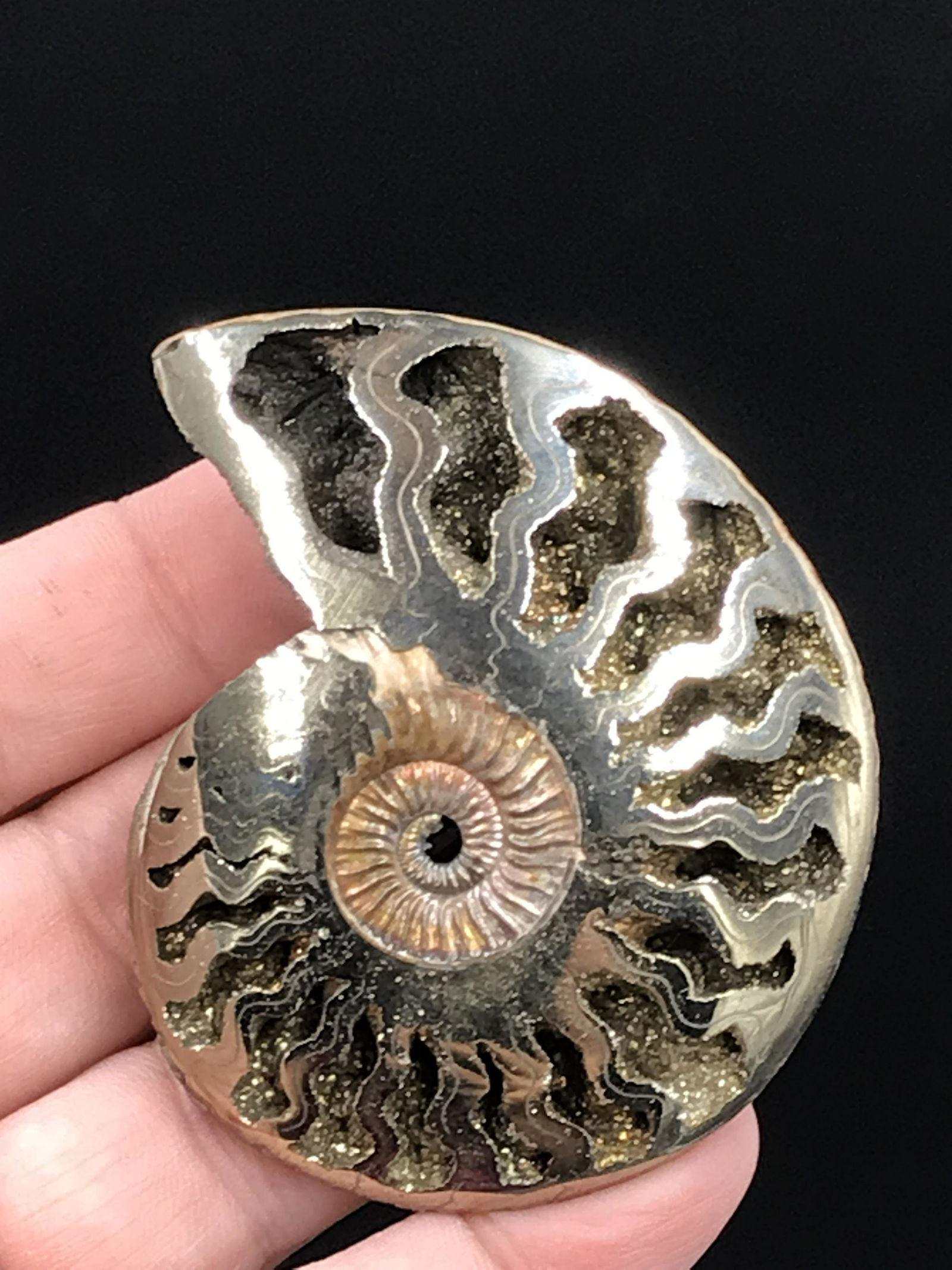 Ammonite, Fossil, Rock, Natural, Collectible, Specimen: Fossil Pyratized Ammonite Russia