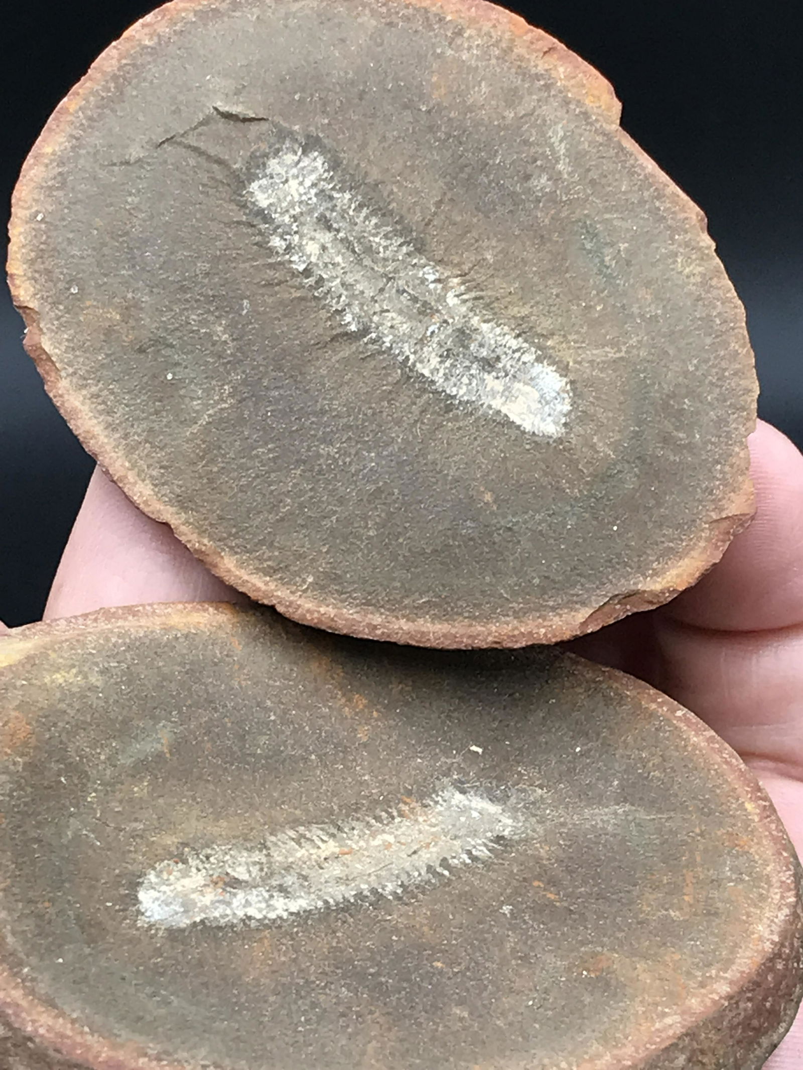 Sea Worm, Fossil, Rock, Natural, Decor, Collectible, (1 of 4)