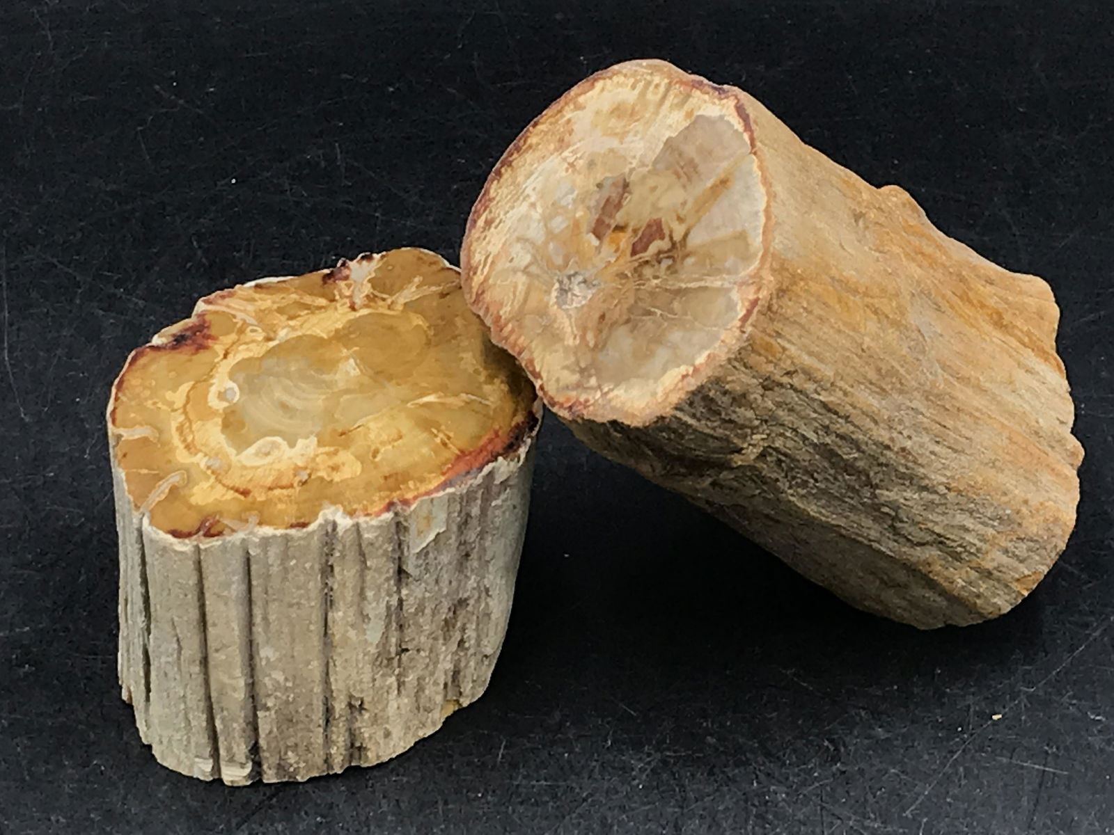 Petrified Wood, Fossil, Rock, Natural, Decor,: 2 piece Petrified Wood Madagascar Triassic 1lb 4oz