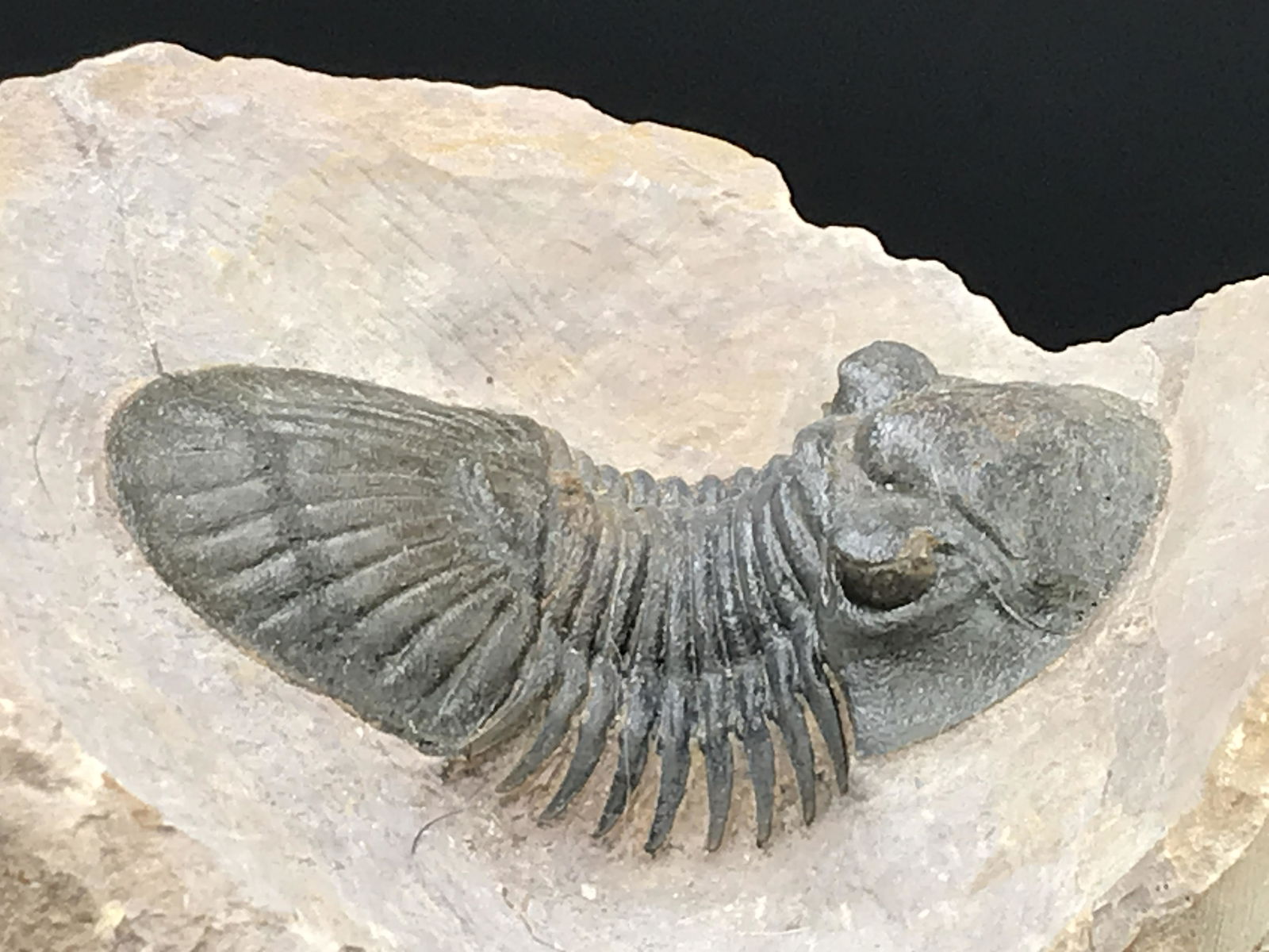 Trilobite, Fossil, Rock, Natural, Collectible, Specimen: All Natural Fossil Trilobite Parajerlus Devonian ~ Morocco