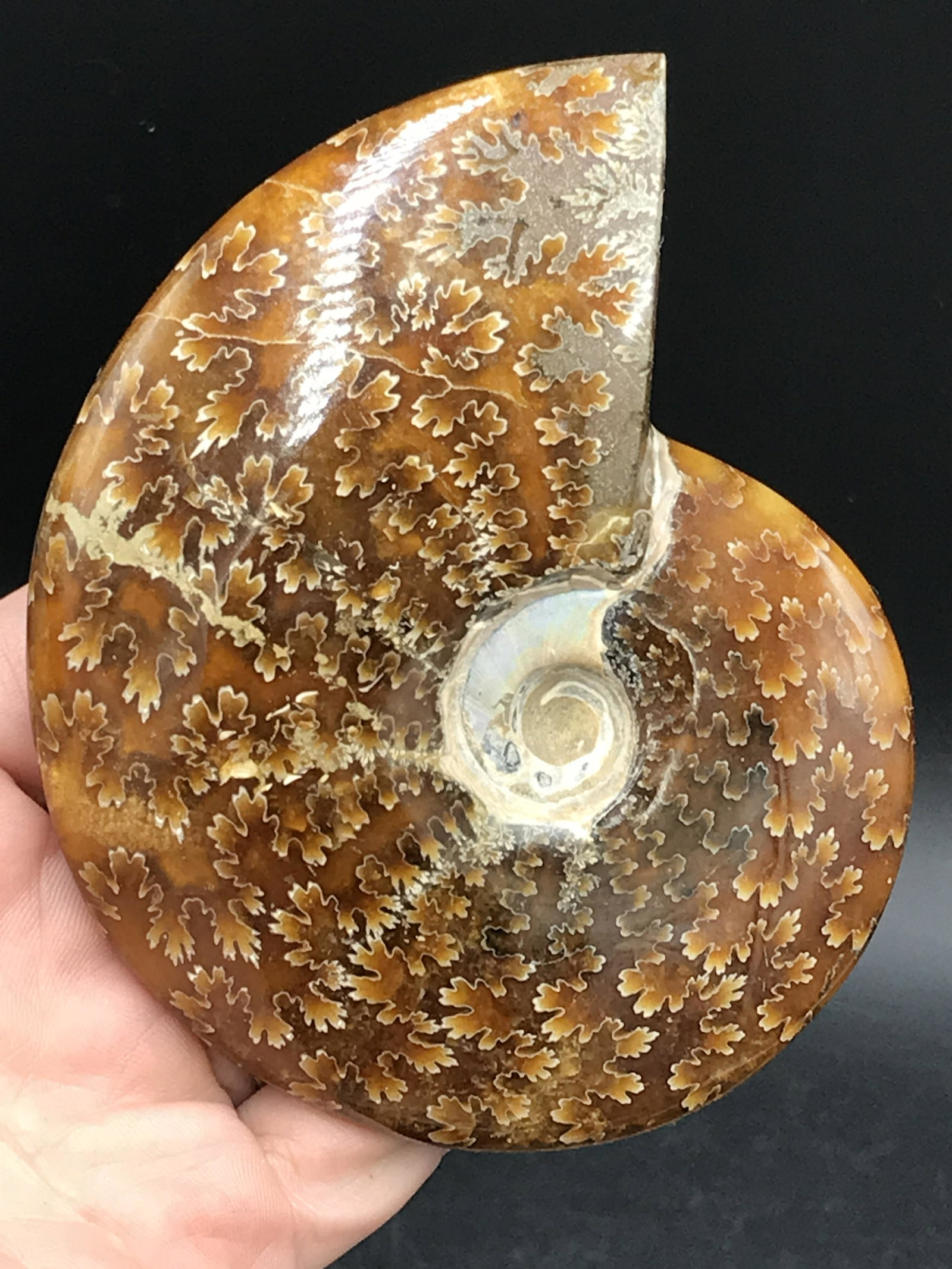 Ammonite, Fossil, Rock, Natural, Collectible, Specimen: Fossil Ammonite Cleonoceras Madagascar