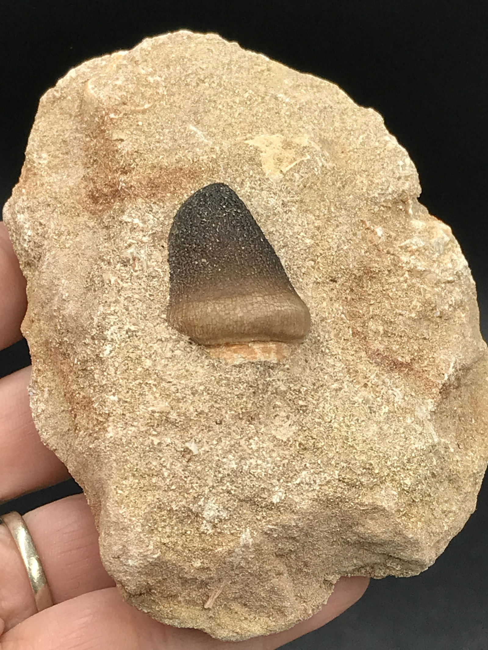 Globidens Mosasaur, Fossil, Rock, Natural, Decor, (1 of 5)