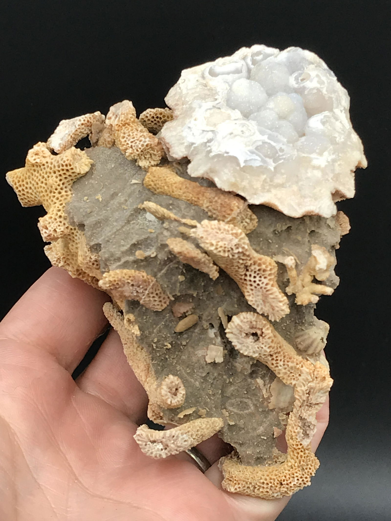 Coral, Fossil, Rock, Natural, Decor, Collectible, (1 of 5)