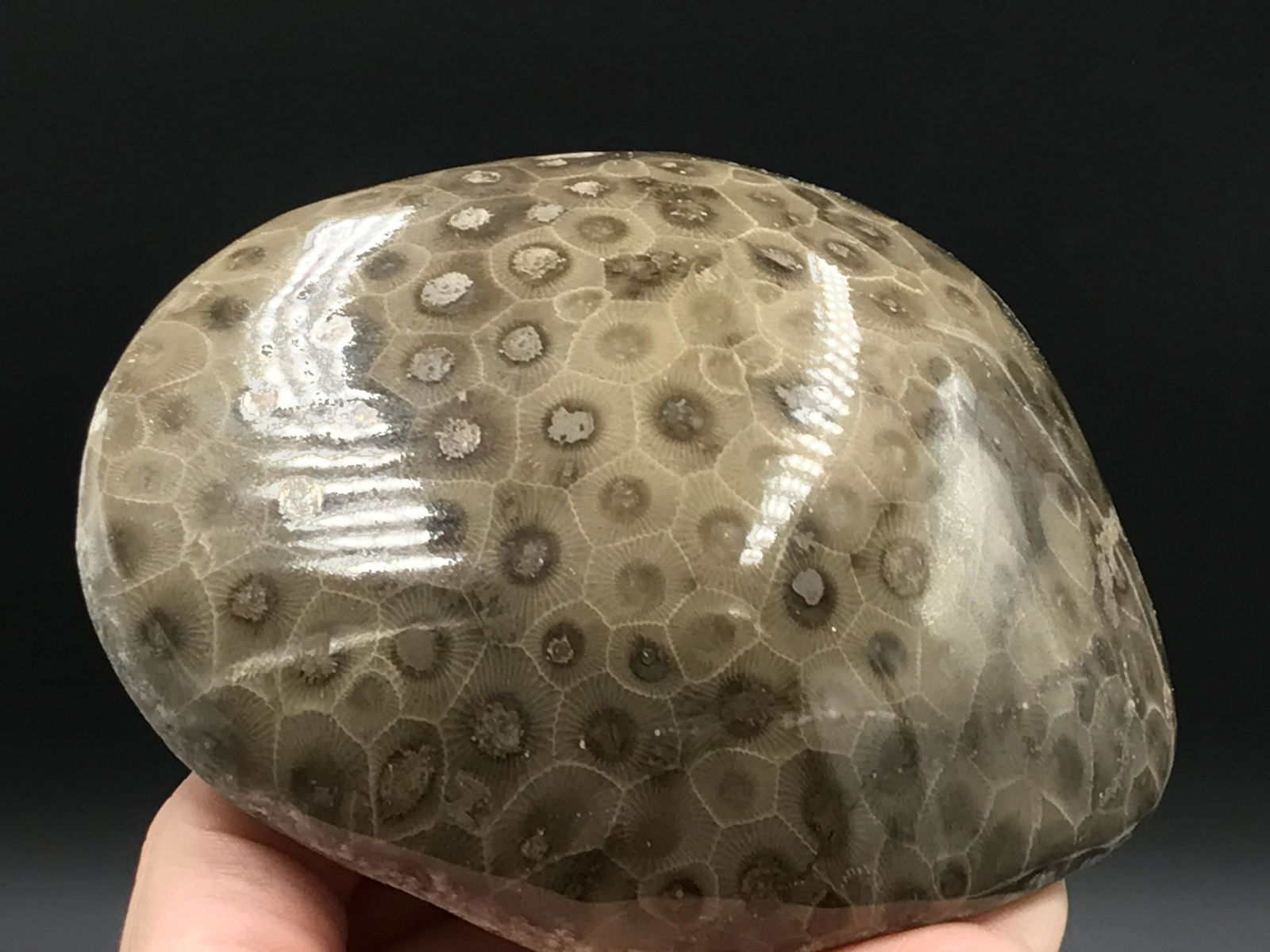 Coral, Fossil, Rock, Natural, Decor, Collectible, (1 of 5)