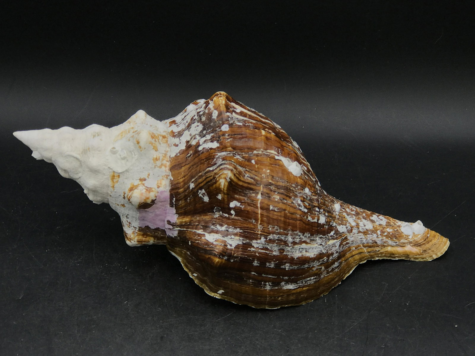 Seashell, Ocean, Beach, Natural, Decor, Collectible, (1 of 5)