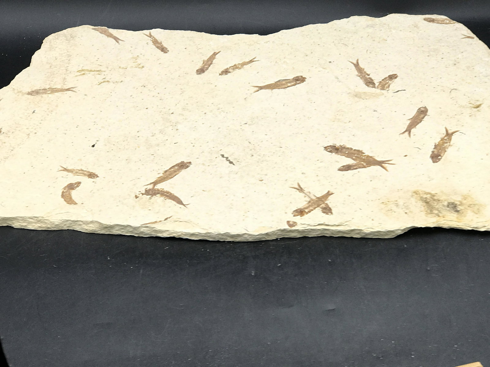 Fish, Fossil, Rock, Natural, Decor, Collectible, (1 of 4)