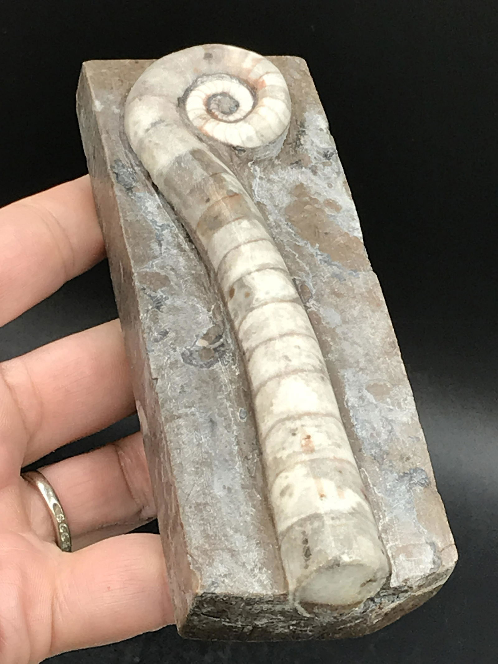 Cephalopod, Fossil, Rock, Natural, Decor, Collectible,: Fossil Cephalopod China Silurian 10oz