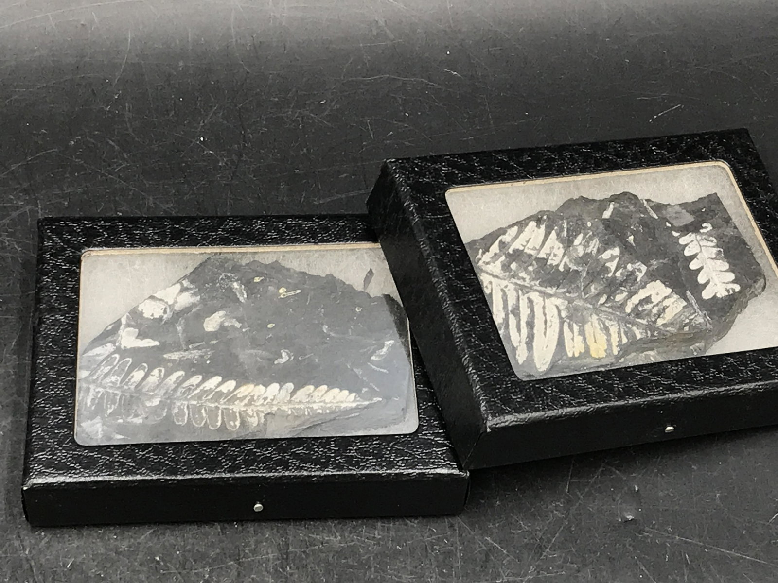 Fern, Fossil, Rock, Natural, Collectible, Specimen, (1 of 5)