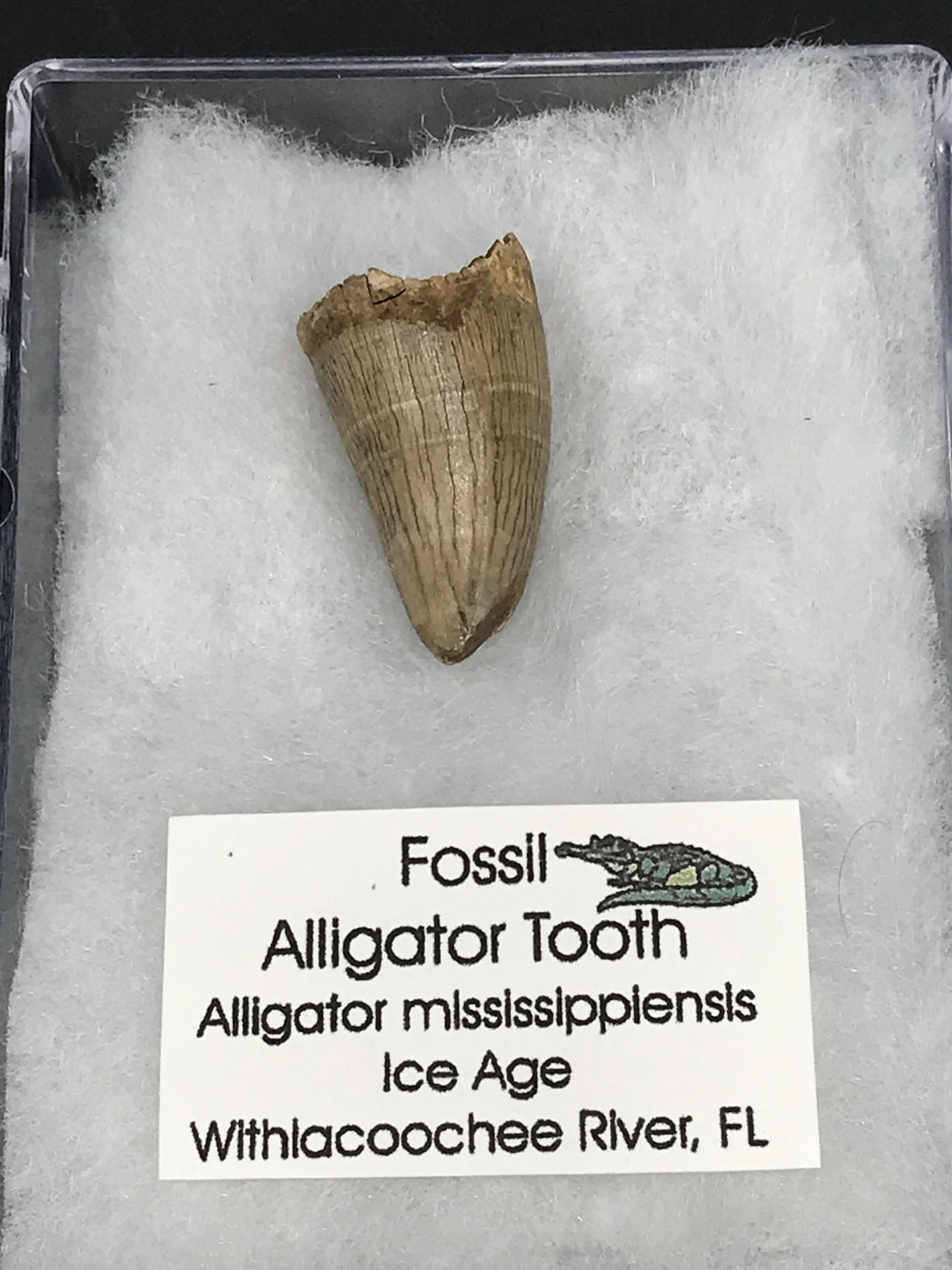 Alligator, Fossil, Natural, Collectible, Specimen,: Fossil Alligator Tooth ~ Florida Ice Age 25,000 Years Old