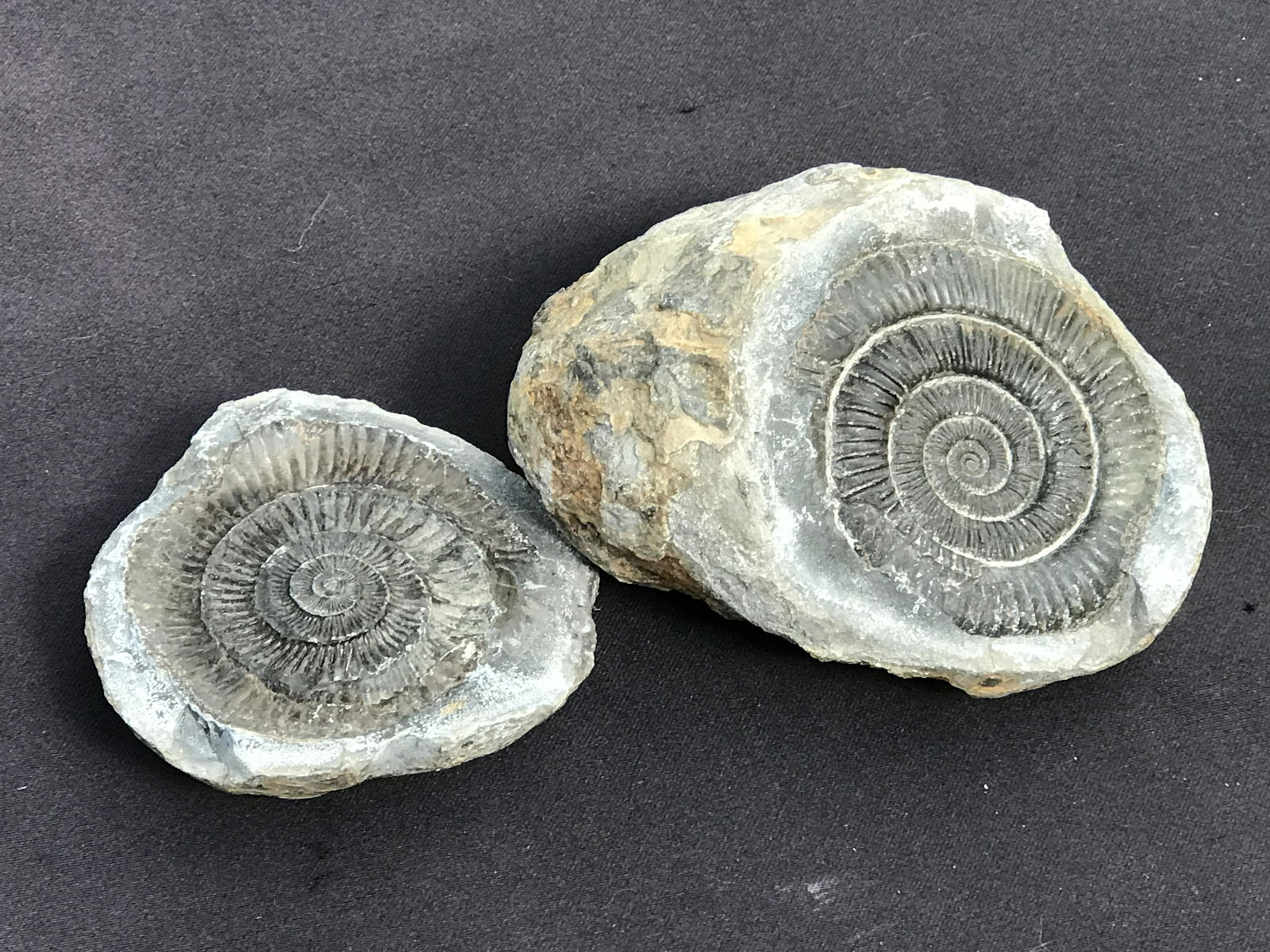 Ammonite, Fossil, Rock, Natural, Collectible, Specimen: Ammonite in Matrix 1lb 13oz