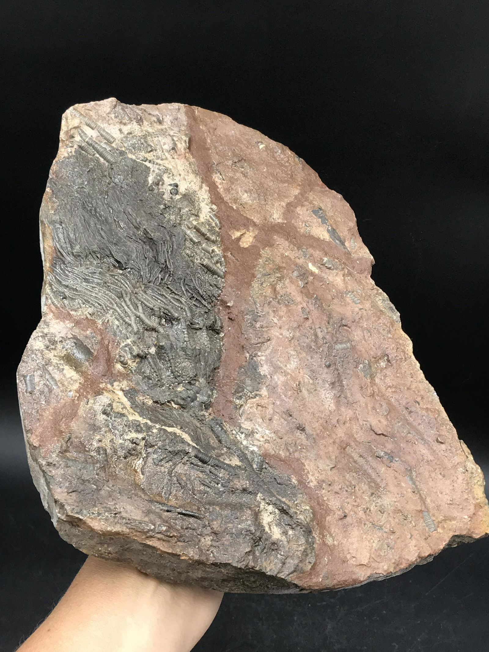 Crinoids, Fossil, Rock, Natural, Decor, Collectible,: Fossil Crinoids Scaphocrinites Devonian ~ Morocco 11 x 8