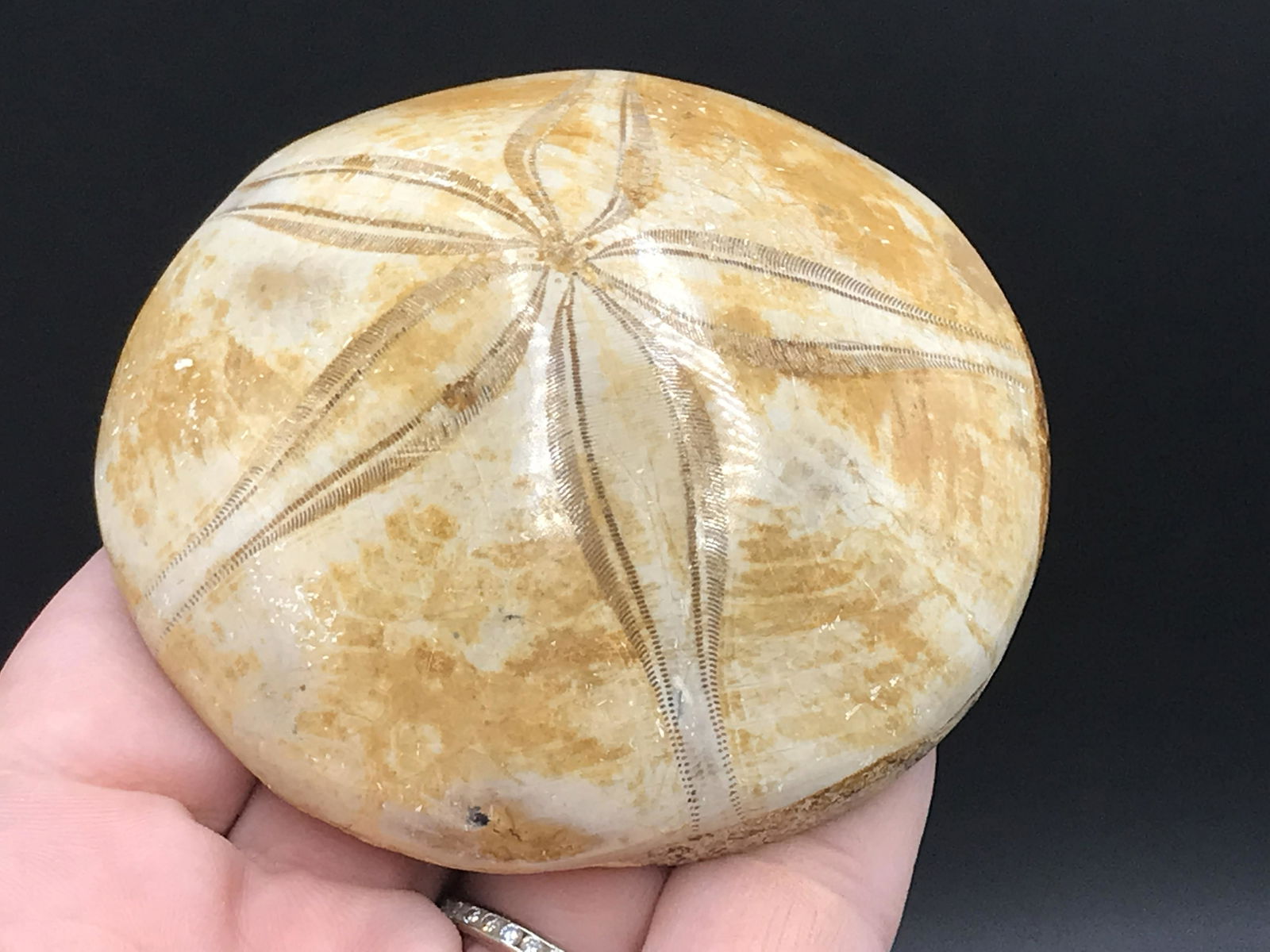 Sandollar, Fossil, Rock, Natural, Decor, Collectible,: Fossil Sandollar Miocene 2 M.Y.O. Madagascar