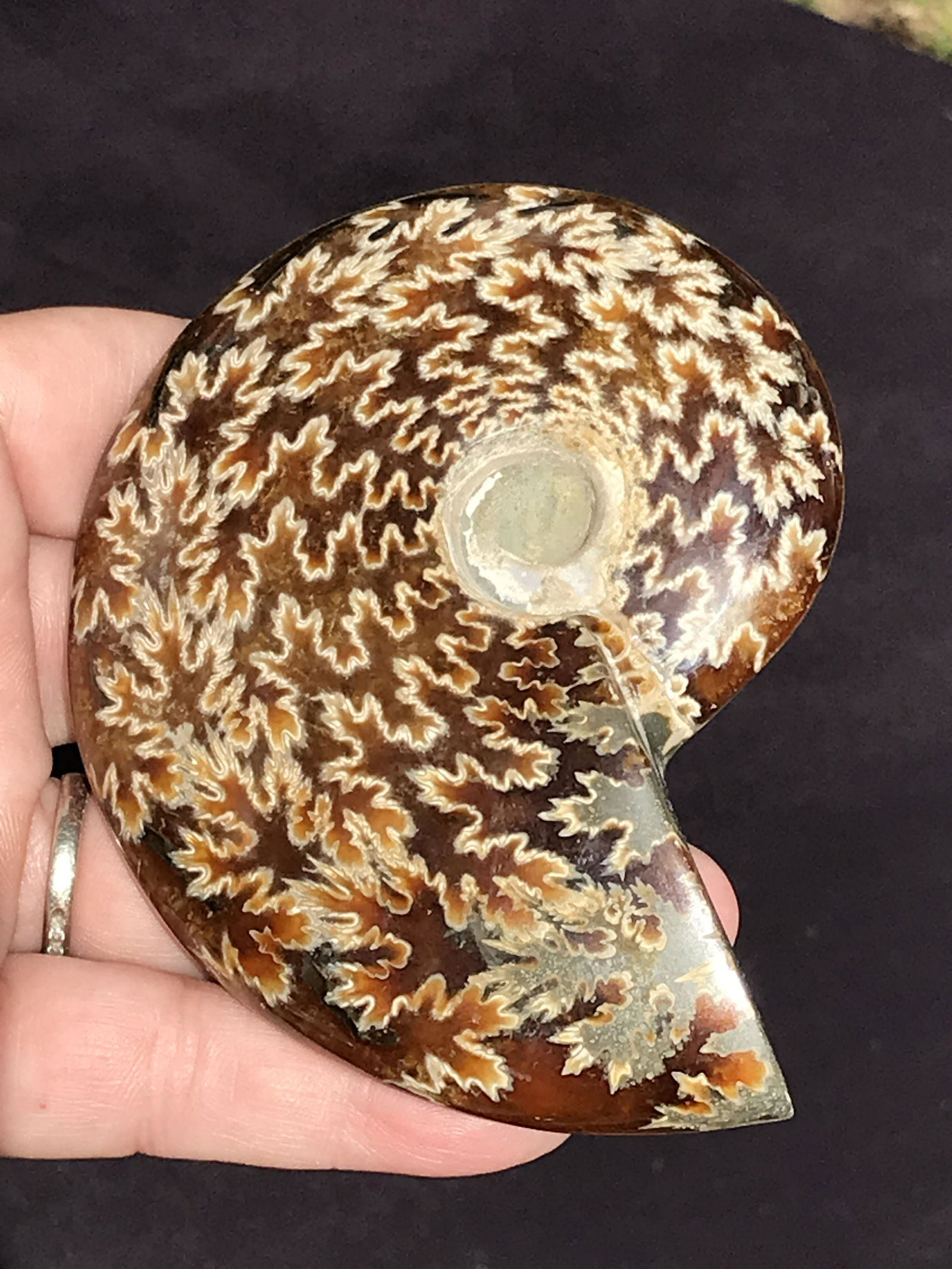 Ammonite, Fossil, Rock, Natural, Collectible, Specimen: Fossil Ammonite Cretaceous Madagascar 90 M.Y.O.