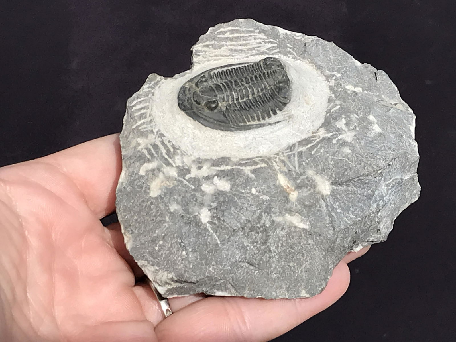 Trilobite, Fossil, Rock, Natural, Collectible, Specimen: All Natural Fossil Trilobite Cornuproteous Devonian ~ Morocco 9oz