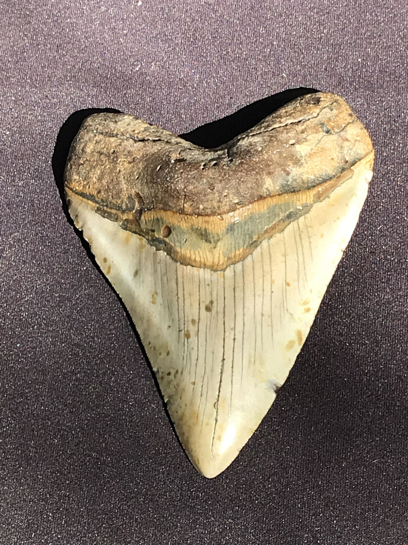 Shark, Fossil, Natural, Collectible, Specimen, Tooth,: Fossil Otodus Megalodon Shark Tooth Miocene North Carolina 5.15"