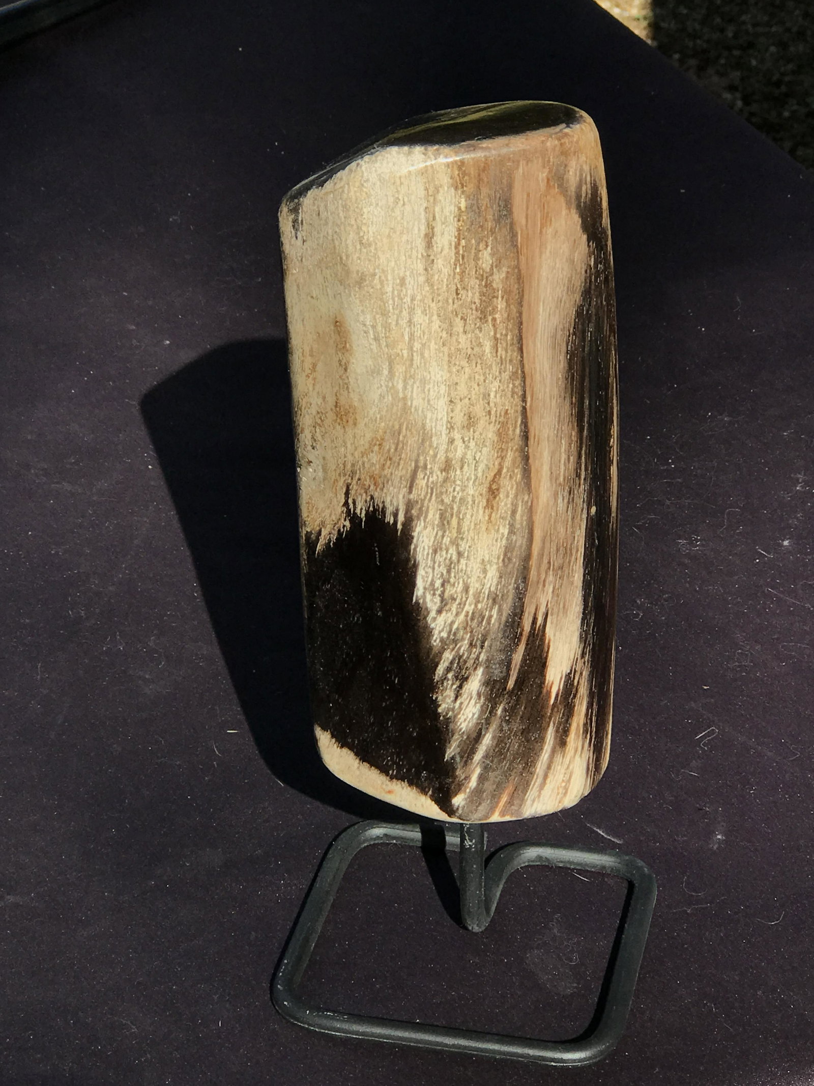 Petrified Wood, Fossil, Rock, Natural, Decor,: Petrified Wood on Display Stand 3lb 8oz