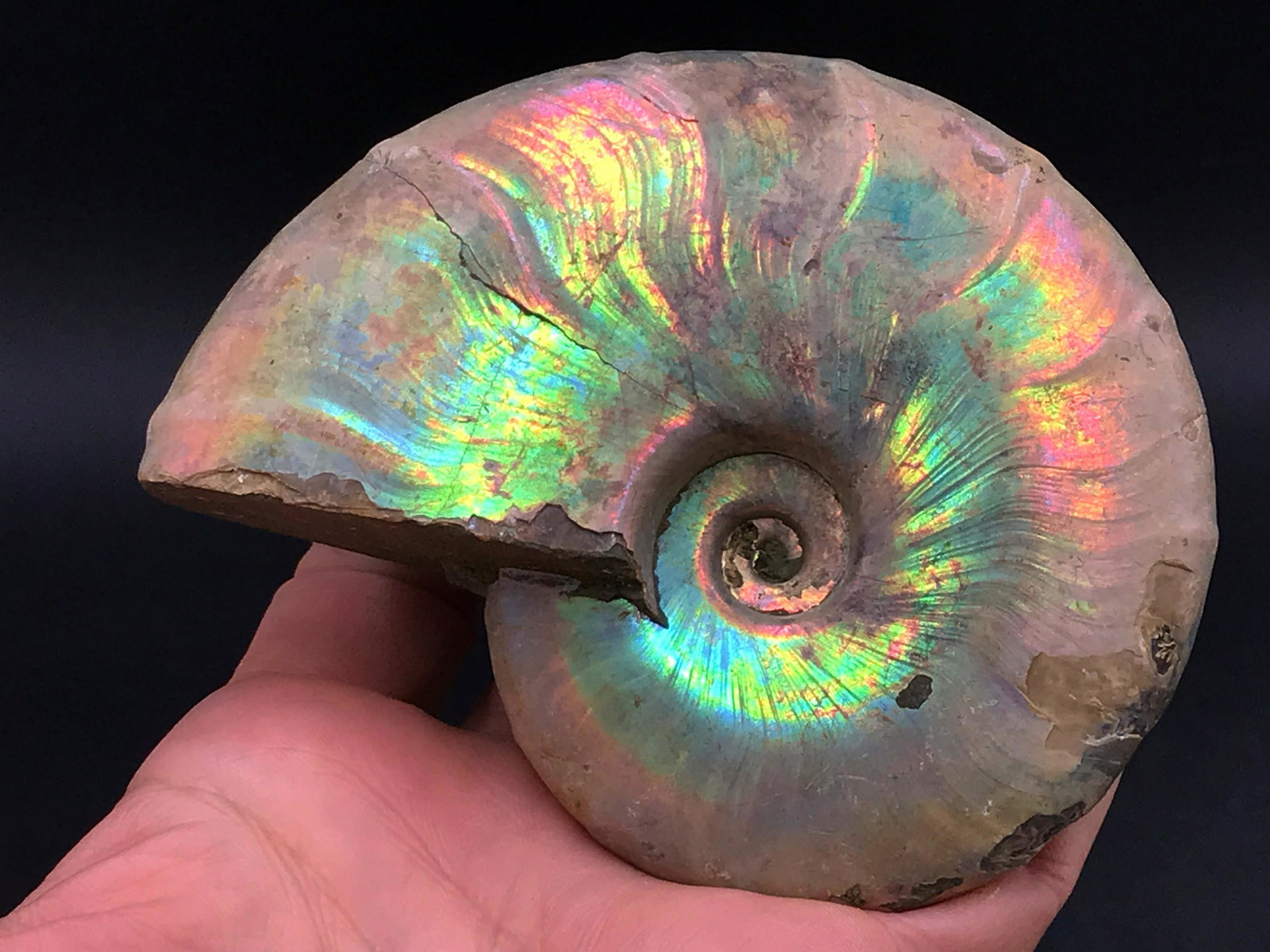 Ammonite, Fossil, Rock, Natural, Collectible, Specimen (1 of 4)